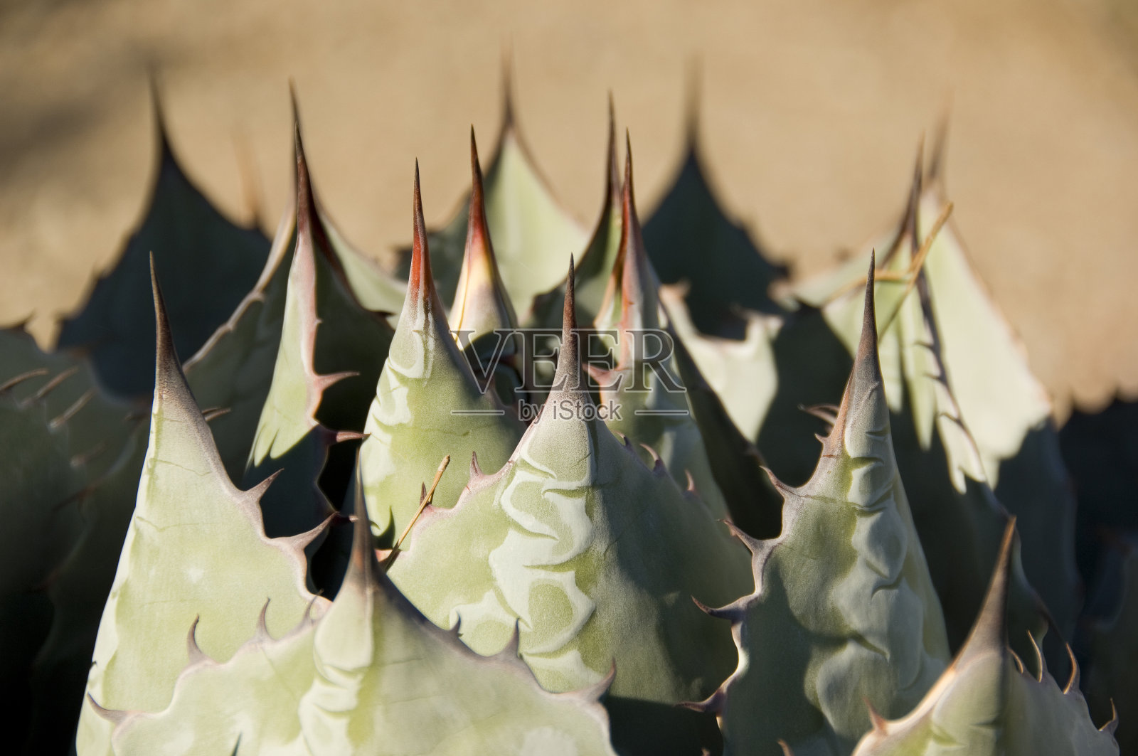 沙漠荆棘照片摄影图片