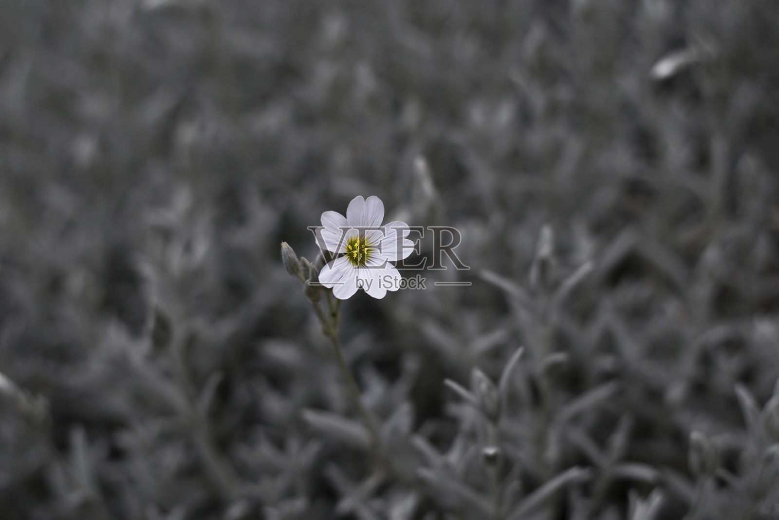 孤独照片摄影图片