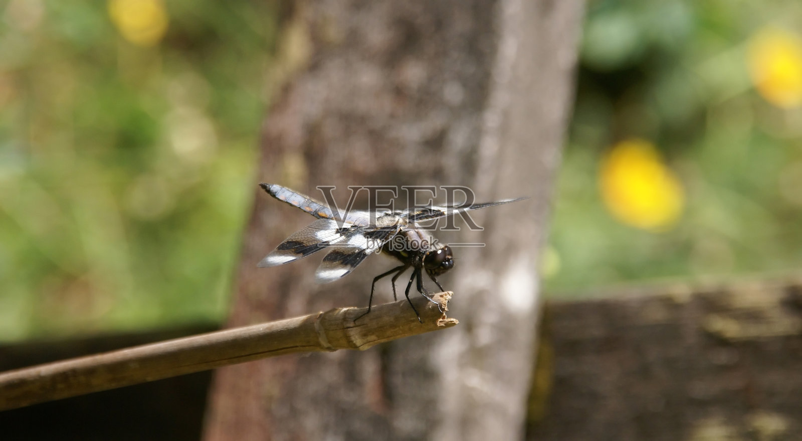 双翼飞机蜻蜓照片摄影图片
