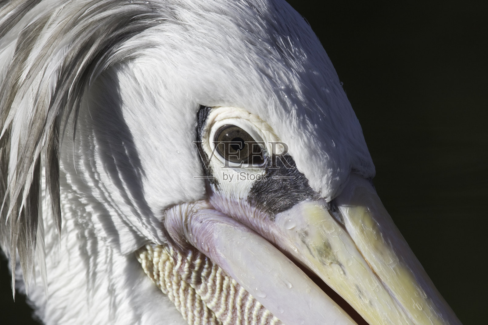 鹈鹕之眼照片摄影图片