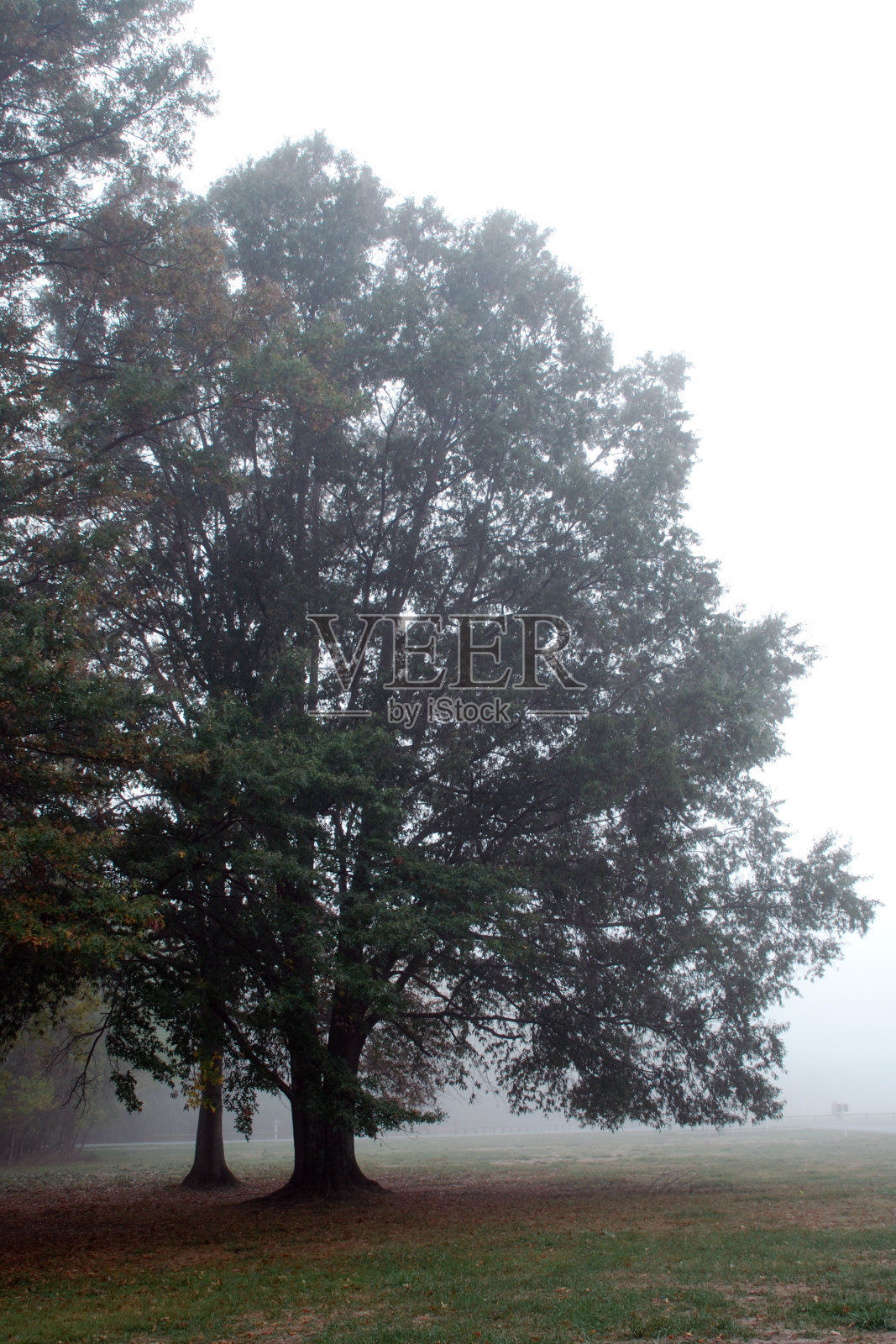 有雾的早晨的树。照片摄影图片