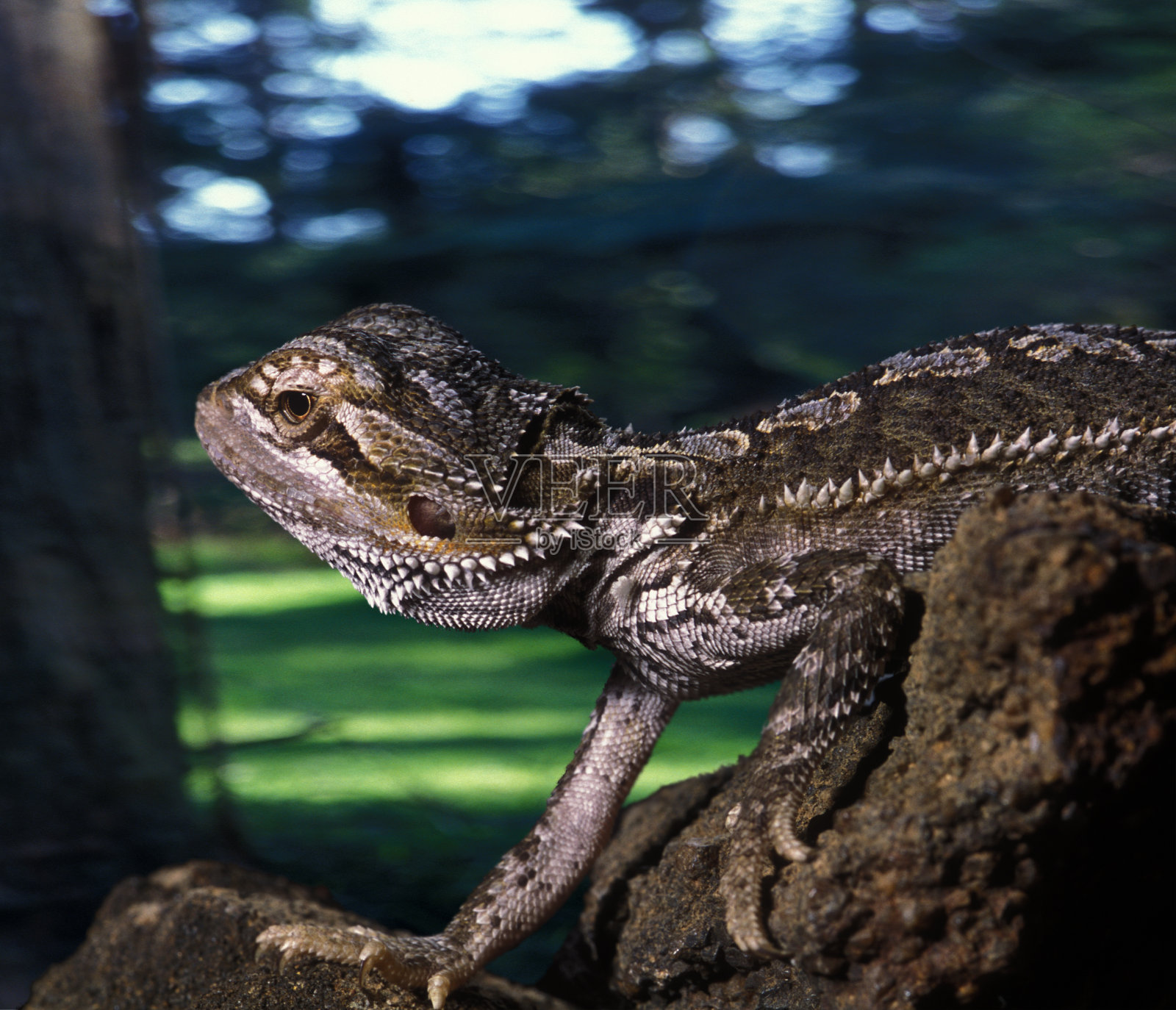 蜥蜴照片摄影图片