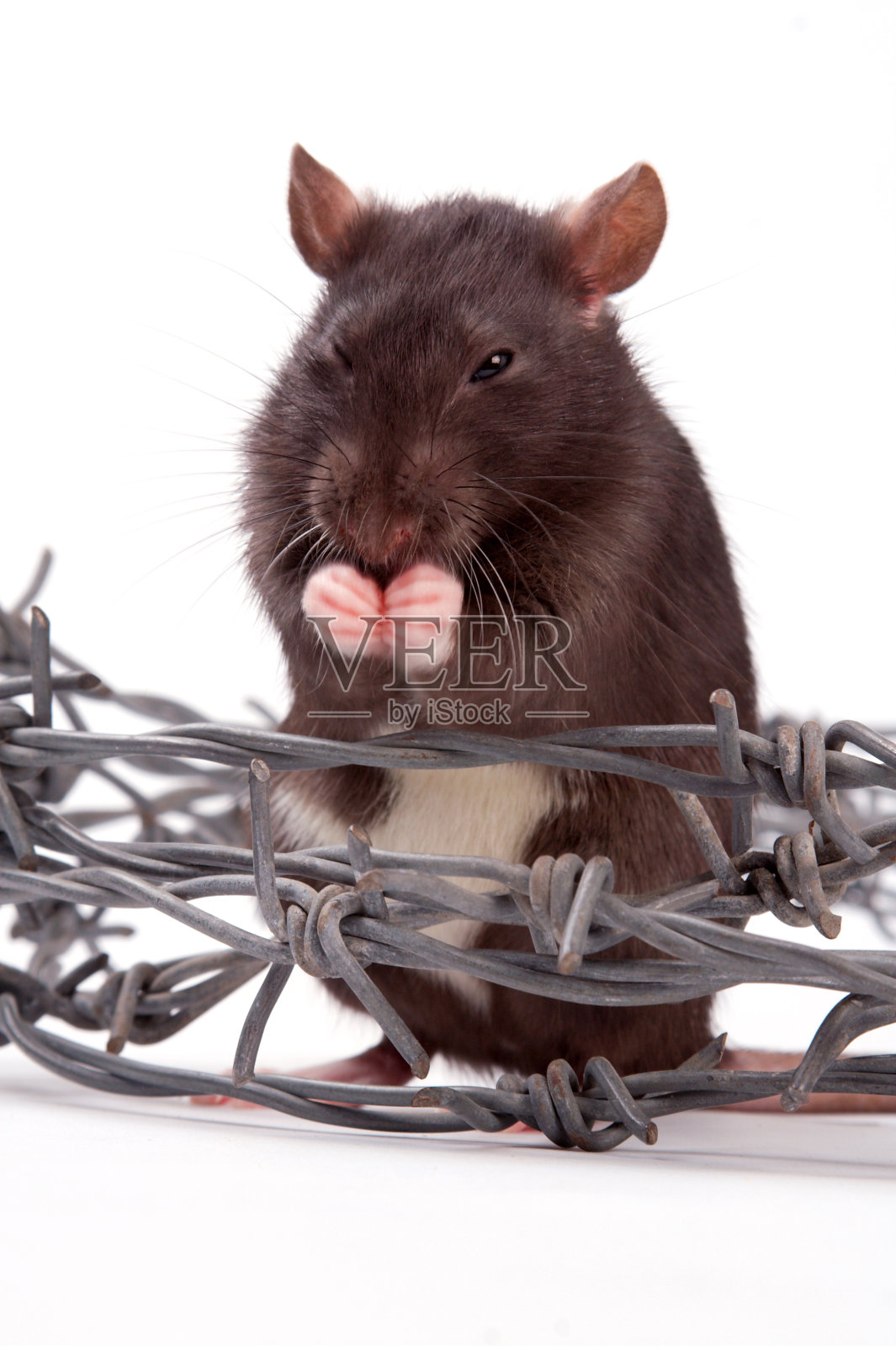 老鼠照片摄影图片
