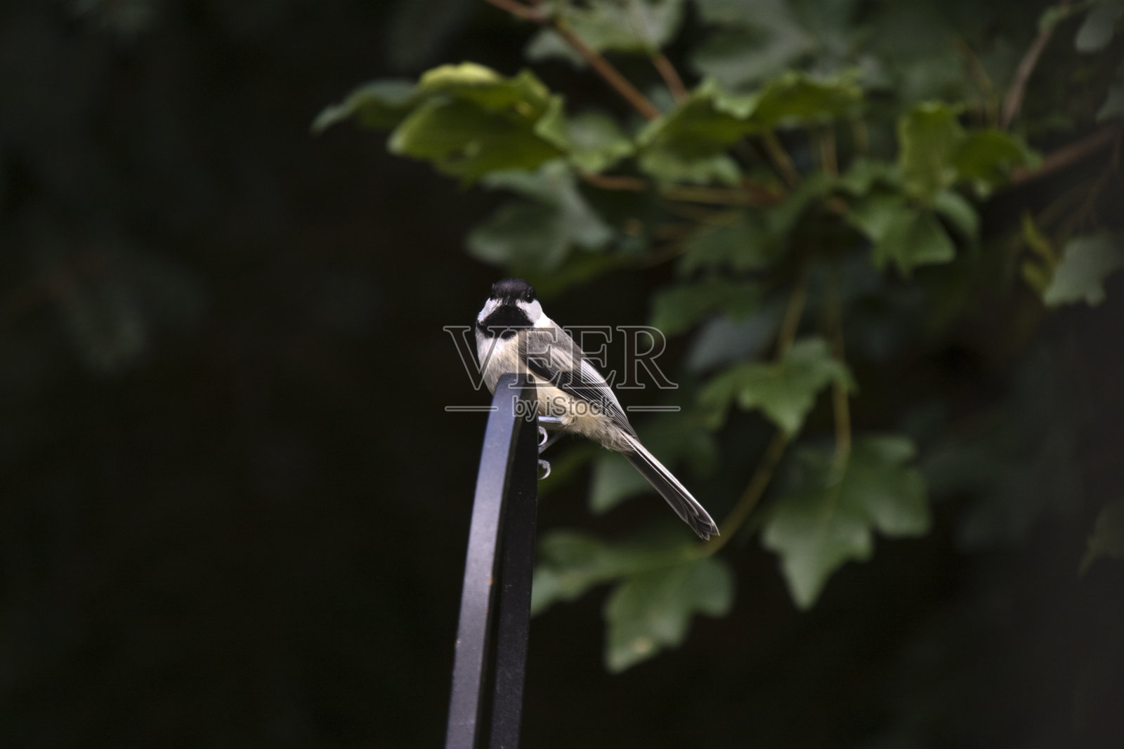 山雀在极照片摄影图片