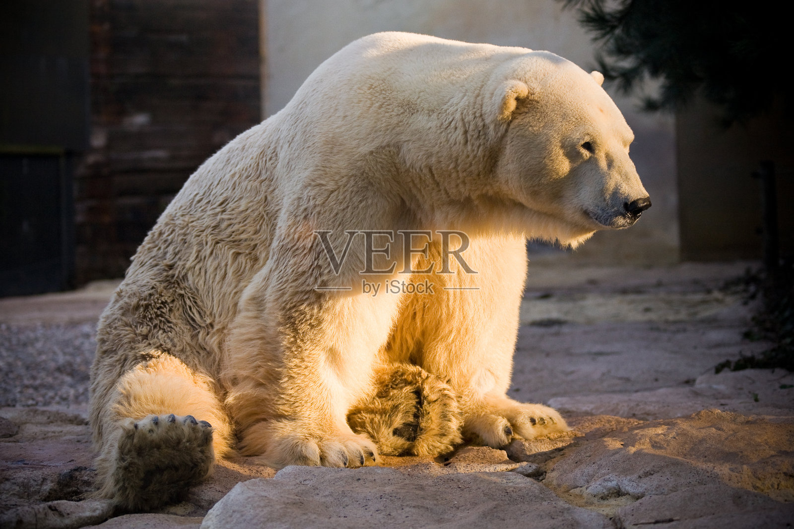 北极熊日光浴照片摄影图片