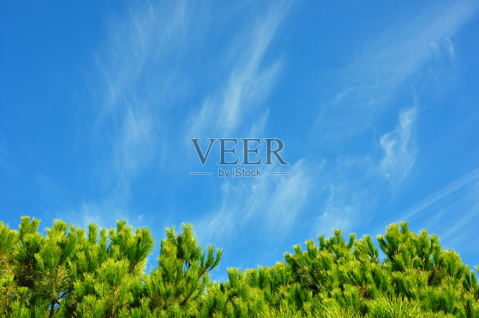 松树的顶端照片摄影图片