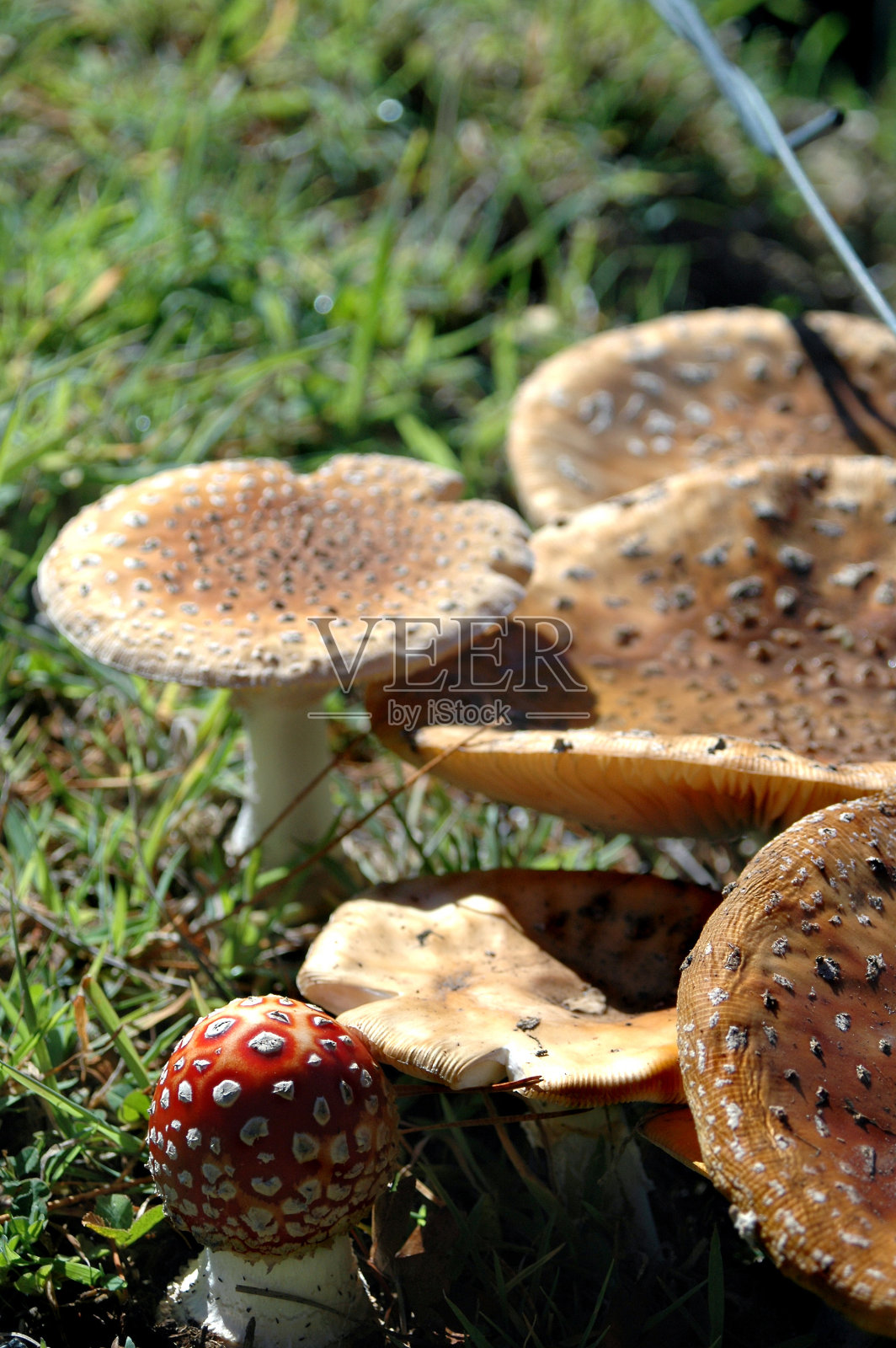 蘑菇集群照片摄影图片