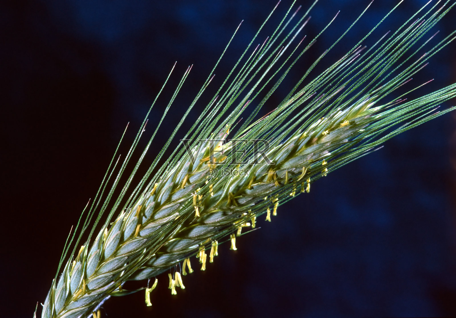 小麦植株特写照片摄影图片