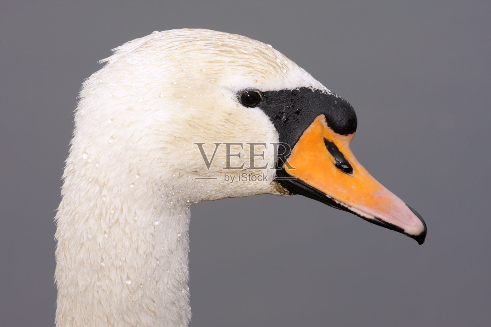 疣鼻天鹅(天鹅色)特写照片摄影图片