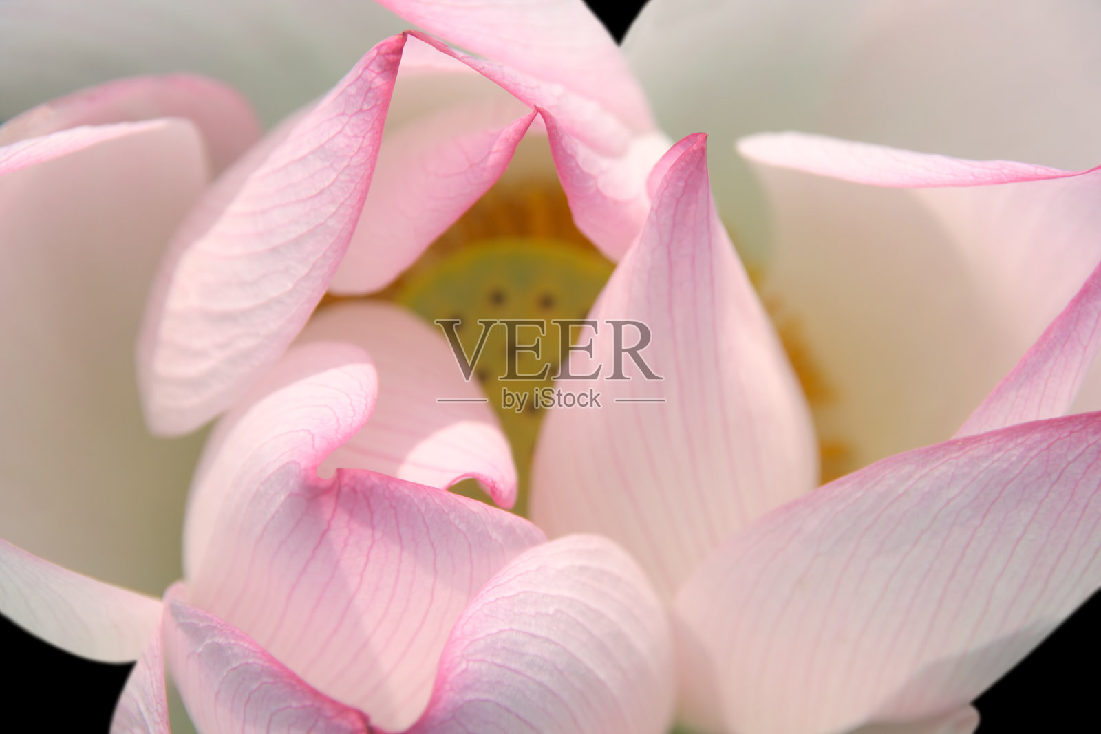 荷花的特写照片摄影图片