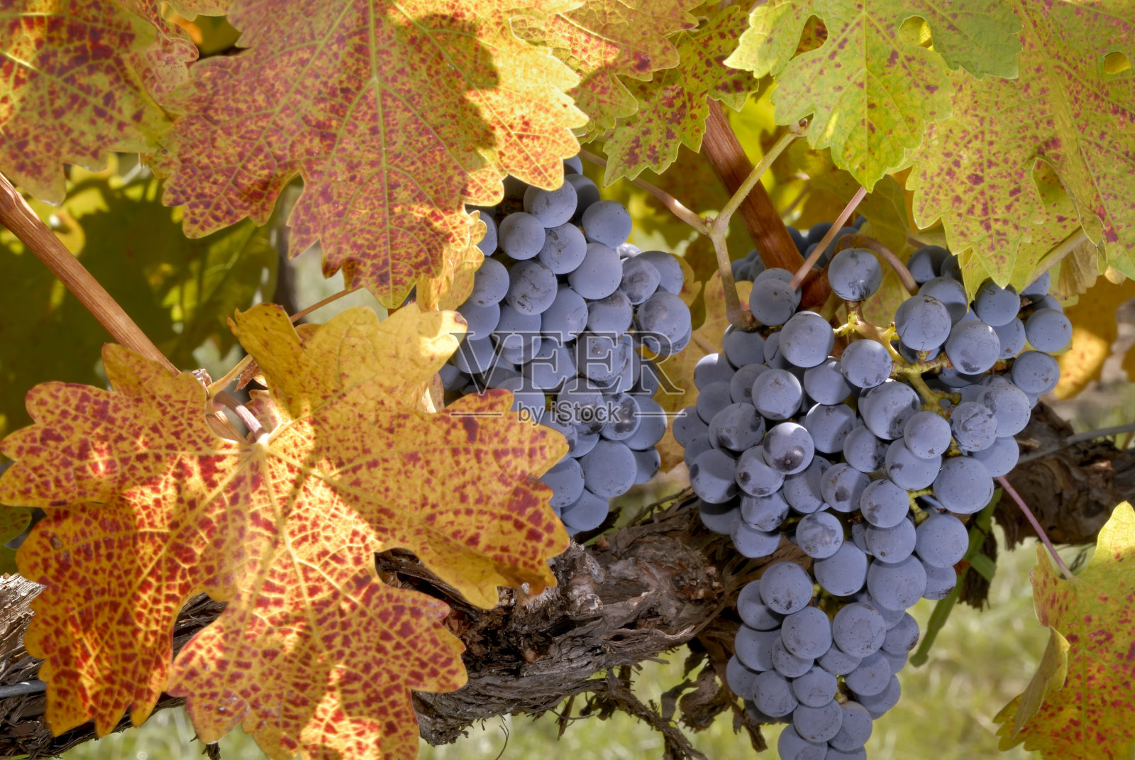 秋天收获的季节照片摄影图片