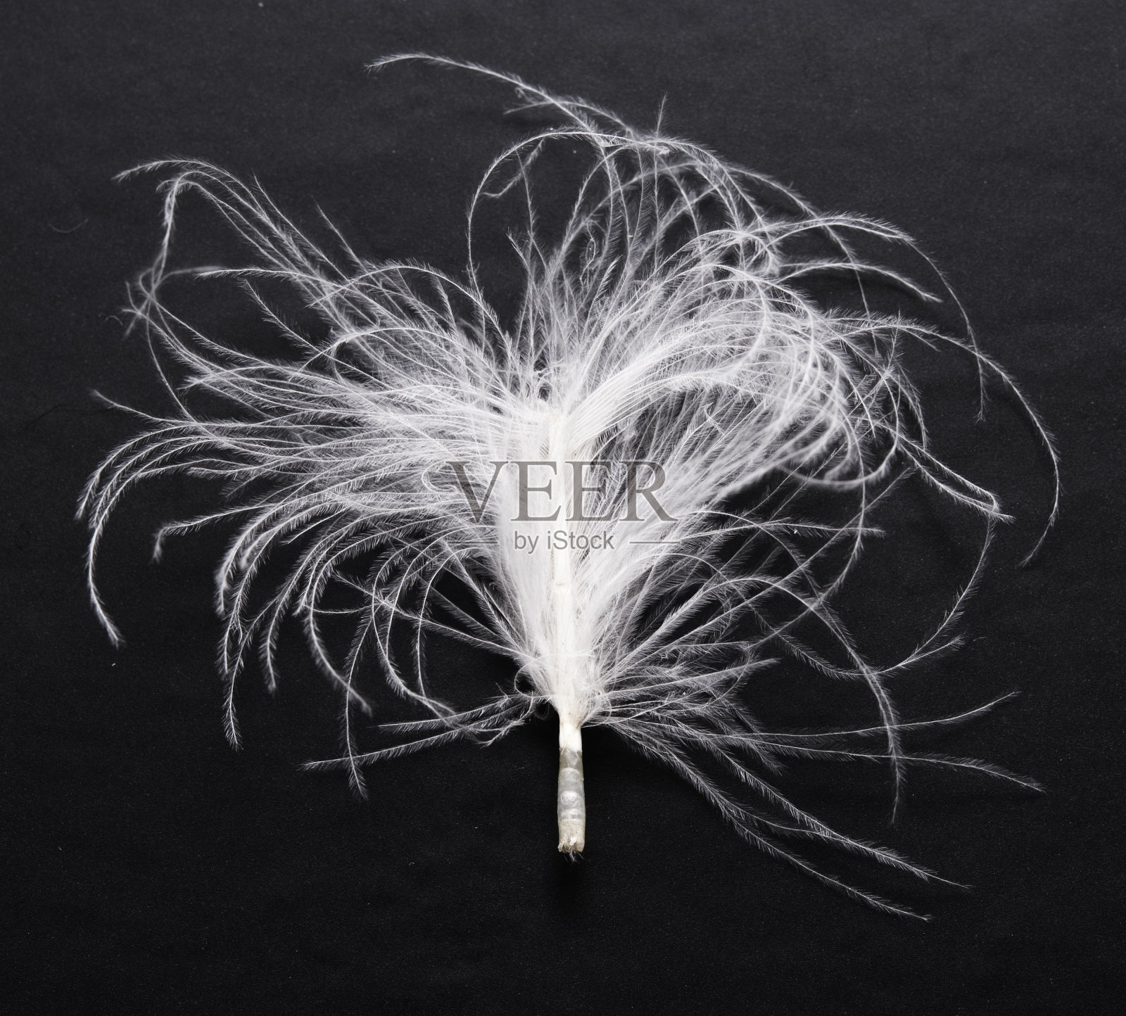 羽毛照片摄影图片