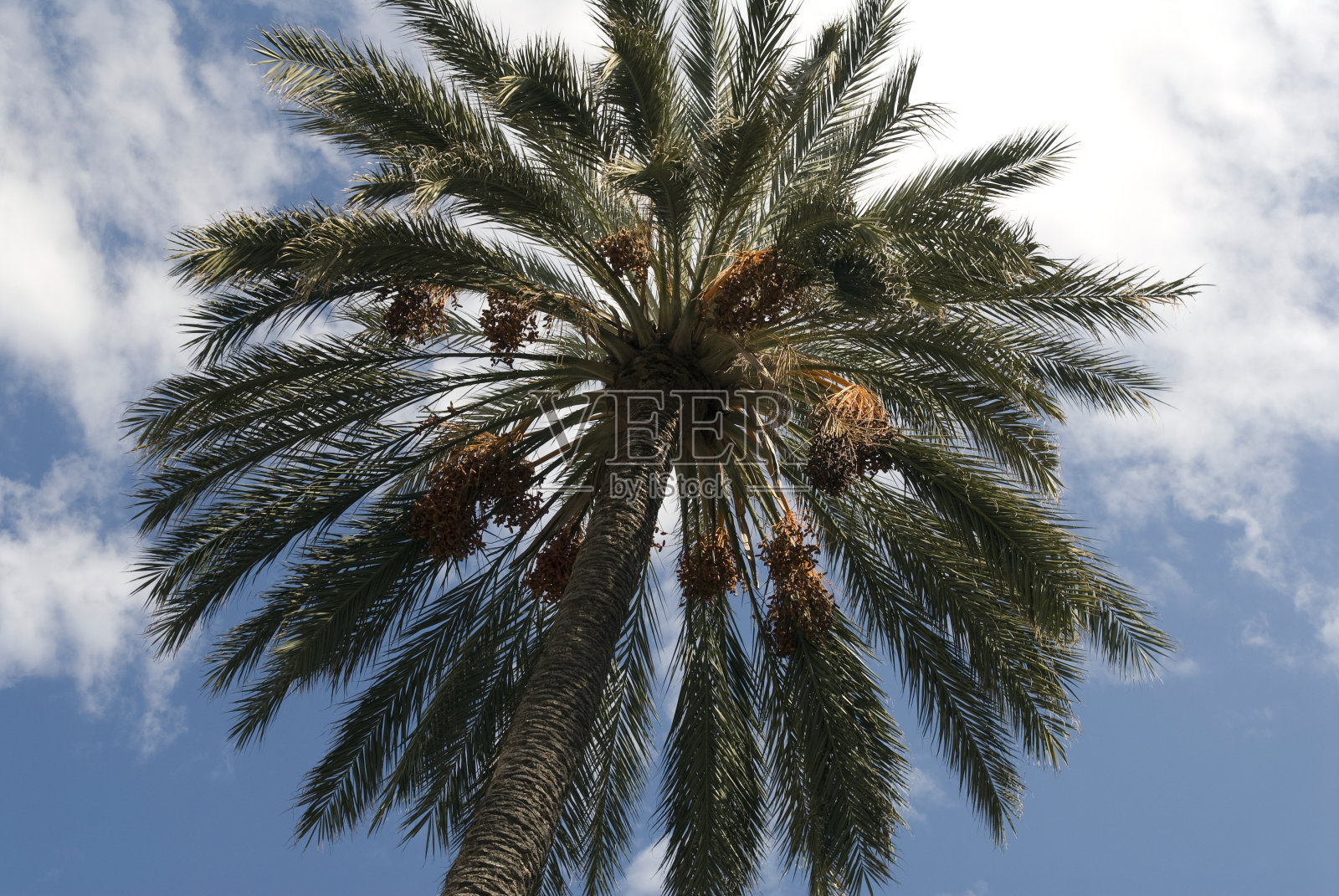 西法鲁岛棕榈树照片摄影图片