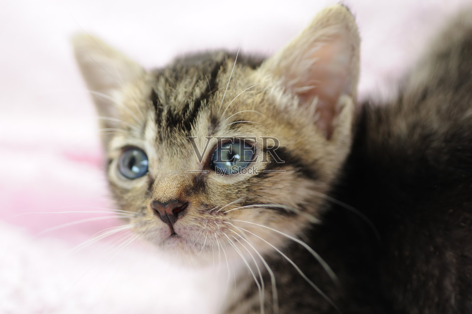 小凯蒂照片摄影图片