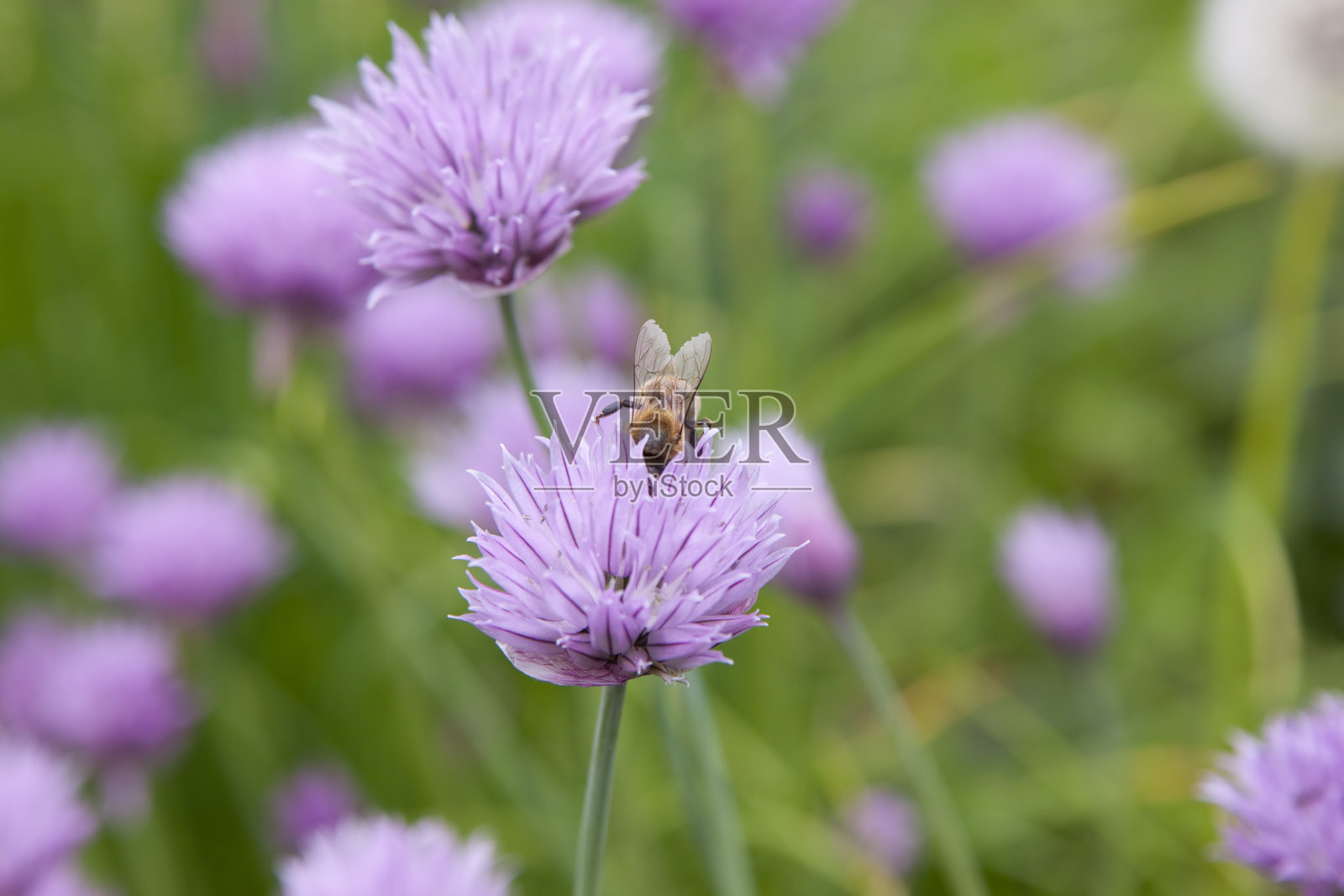 蜜蜂照片摄影图片