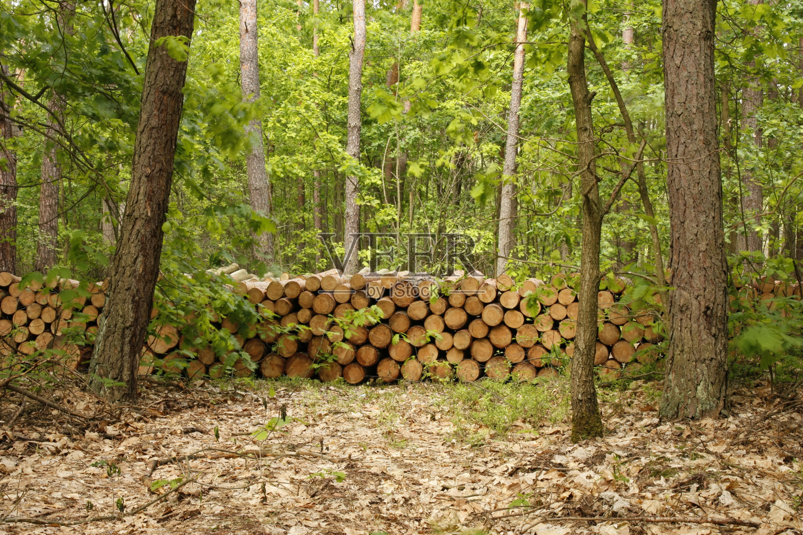 美丽的绿色森林和清除树木进入木材工业。照片摄影图片