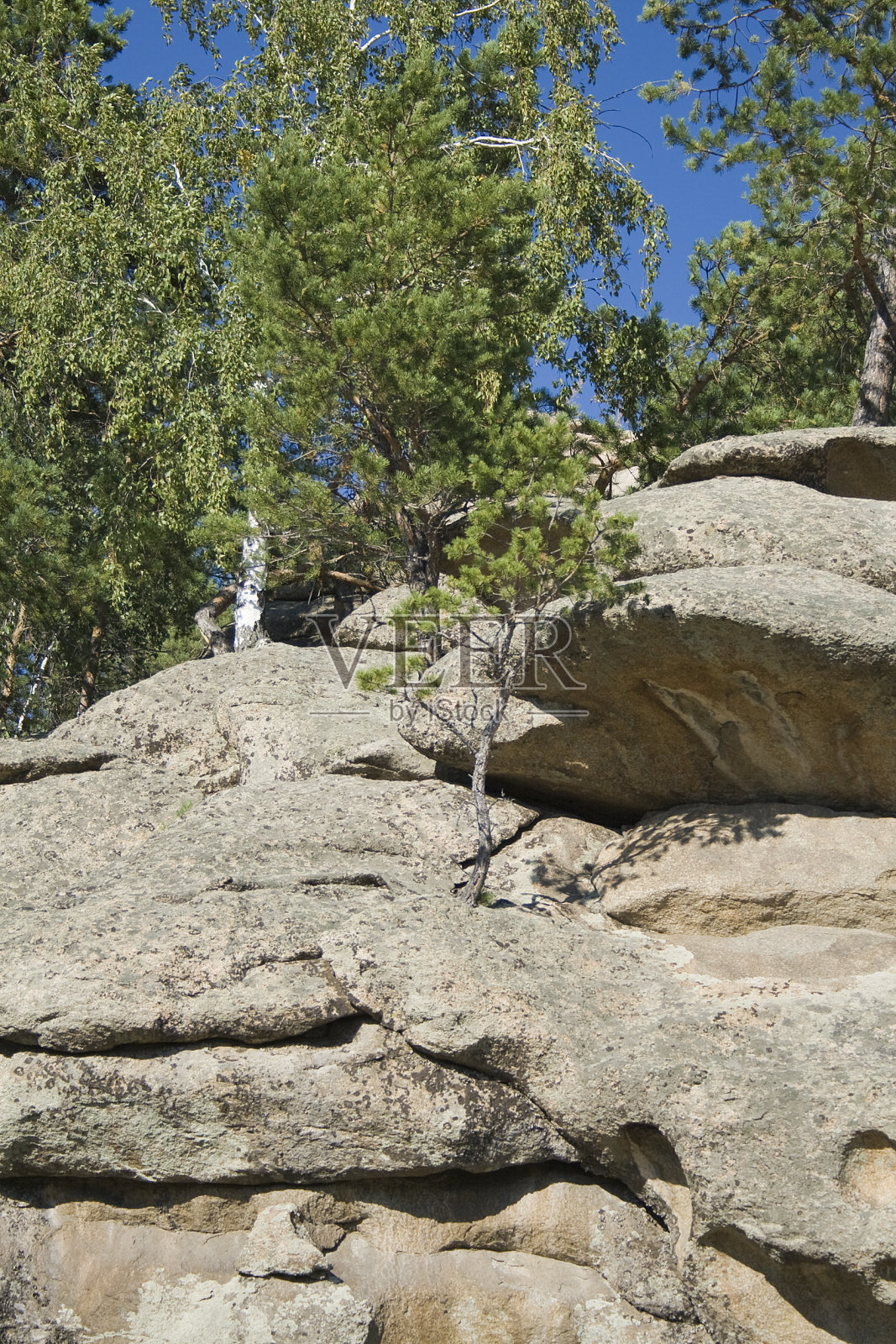 东哈萨克斯坦岩石上的松树照片摄影图片