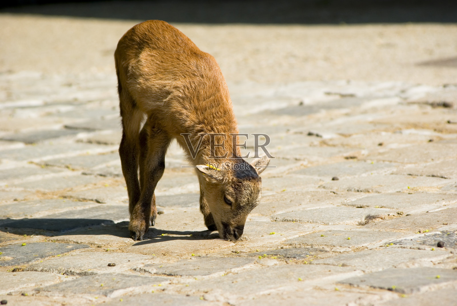 可爱的小山羊照片摄影图片
