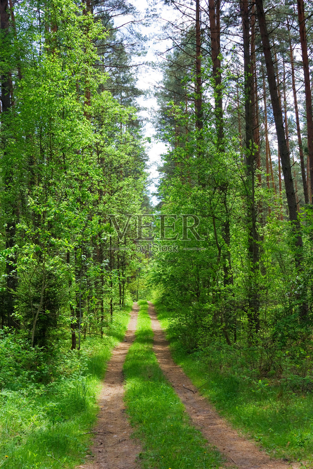 树林里的路，夏天照片摄影图片