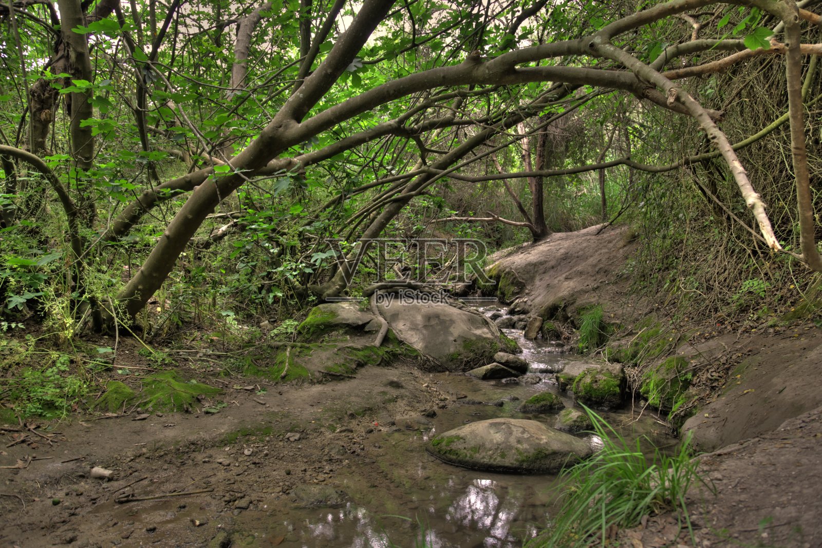 小溪在森林照片摄影图片