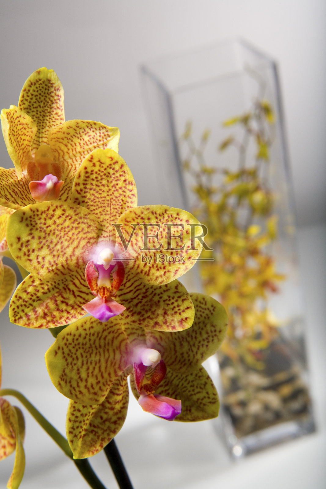 黄色的兰花照片摄影图片