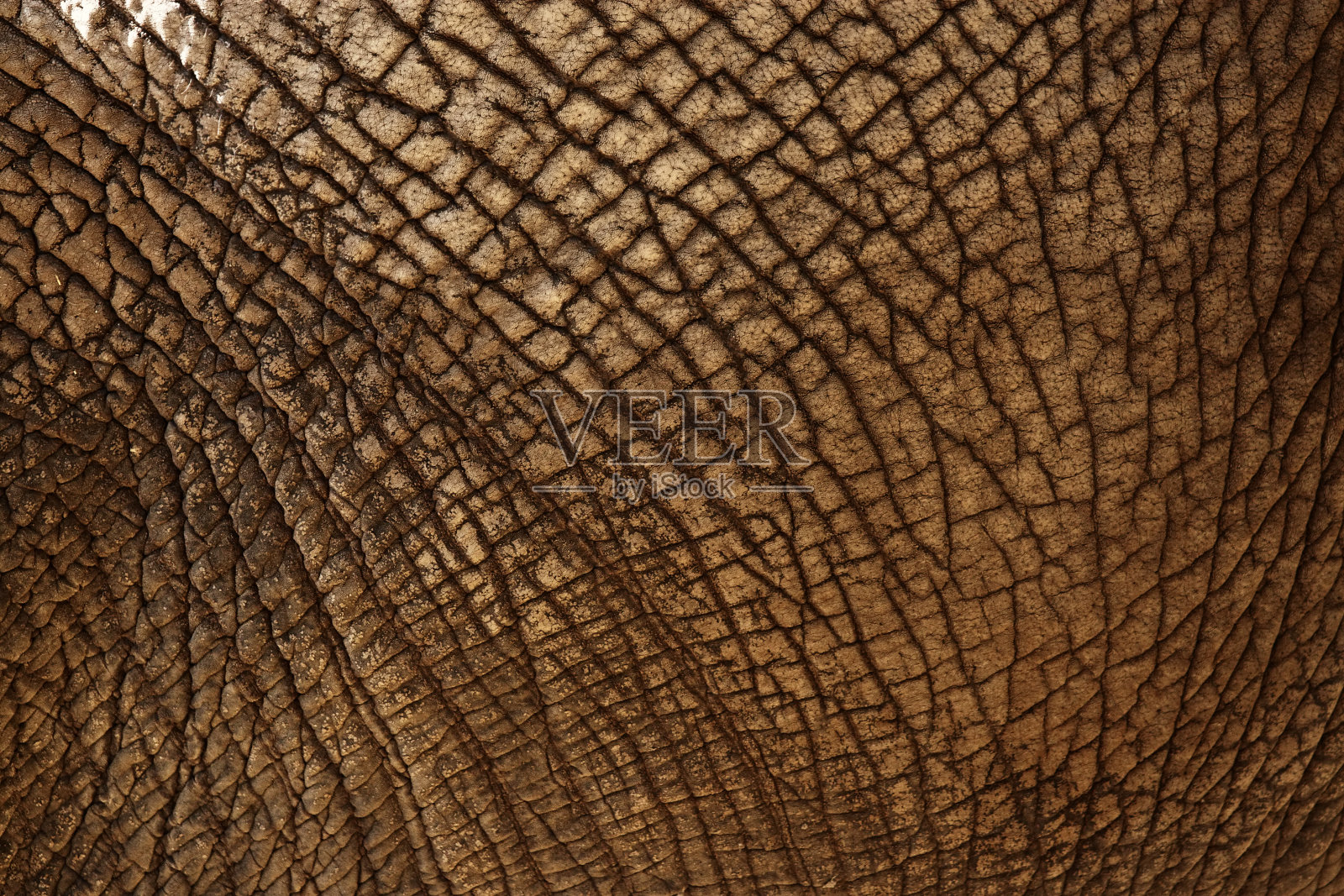 象隐藏纹理照片摄影图片