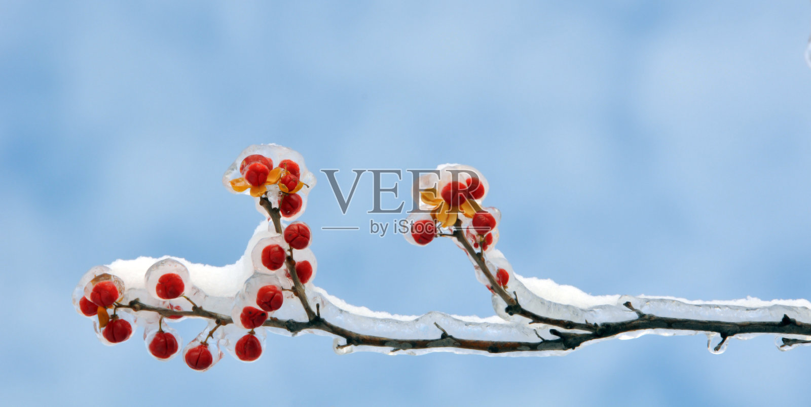 冻红浆果照片摄影图片