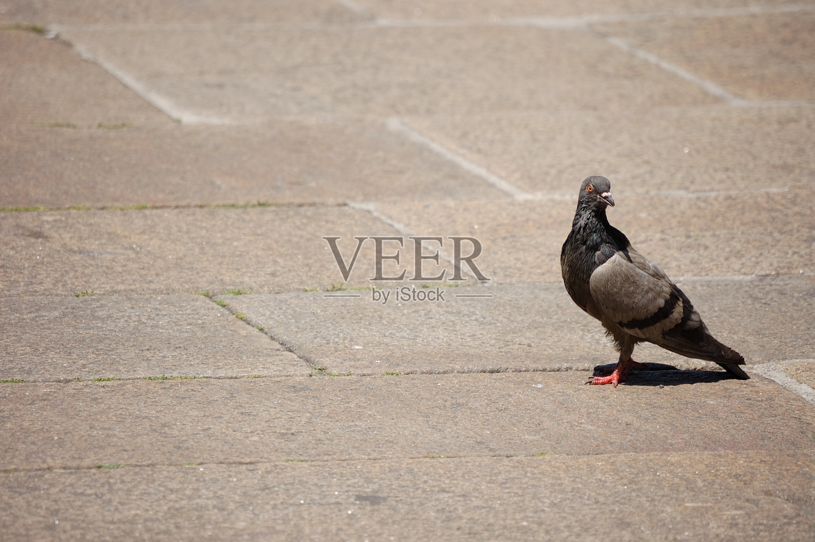 孤独的鸽子照片摄影图片