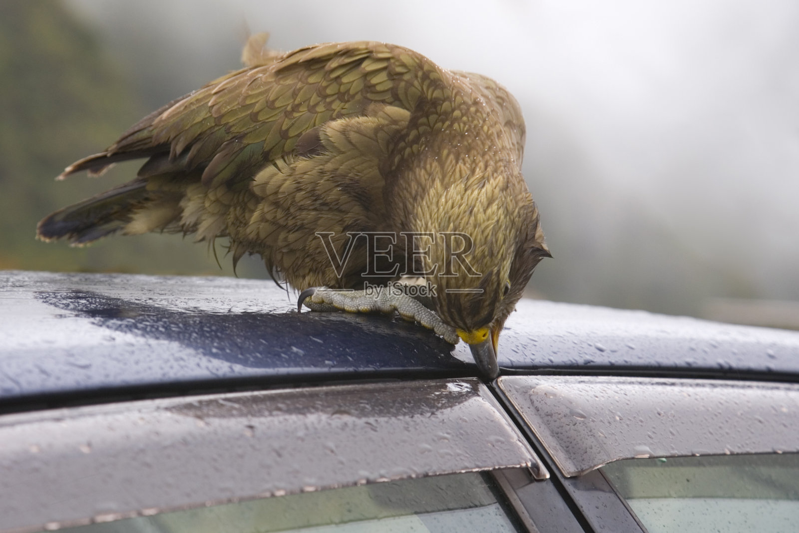 新西兰鸟袭击一辆汽车照片摄影图片