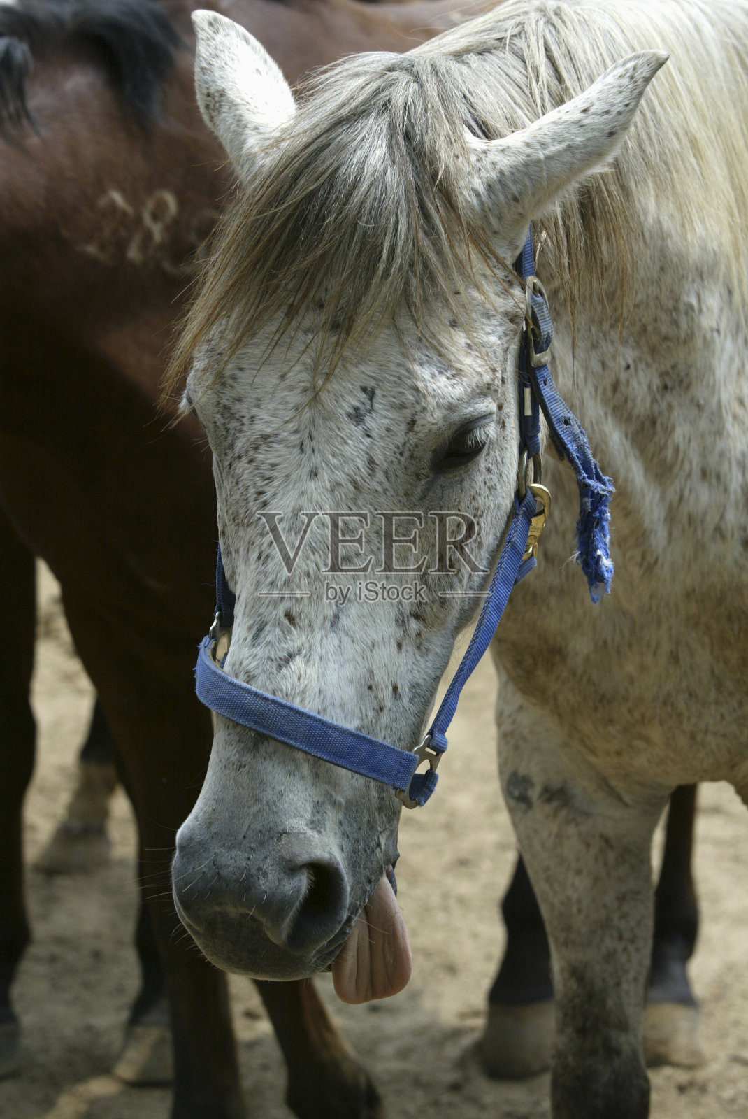 马照片摄影图片