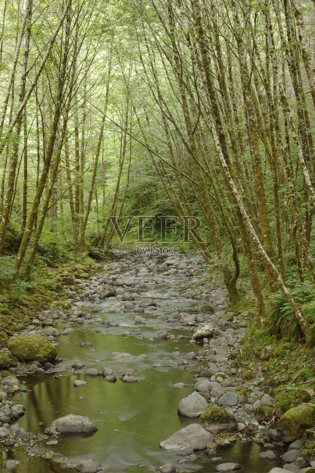 埃尔克溪照片摄影图片