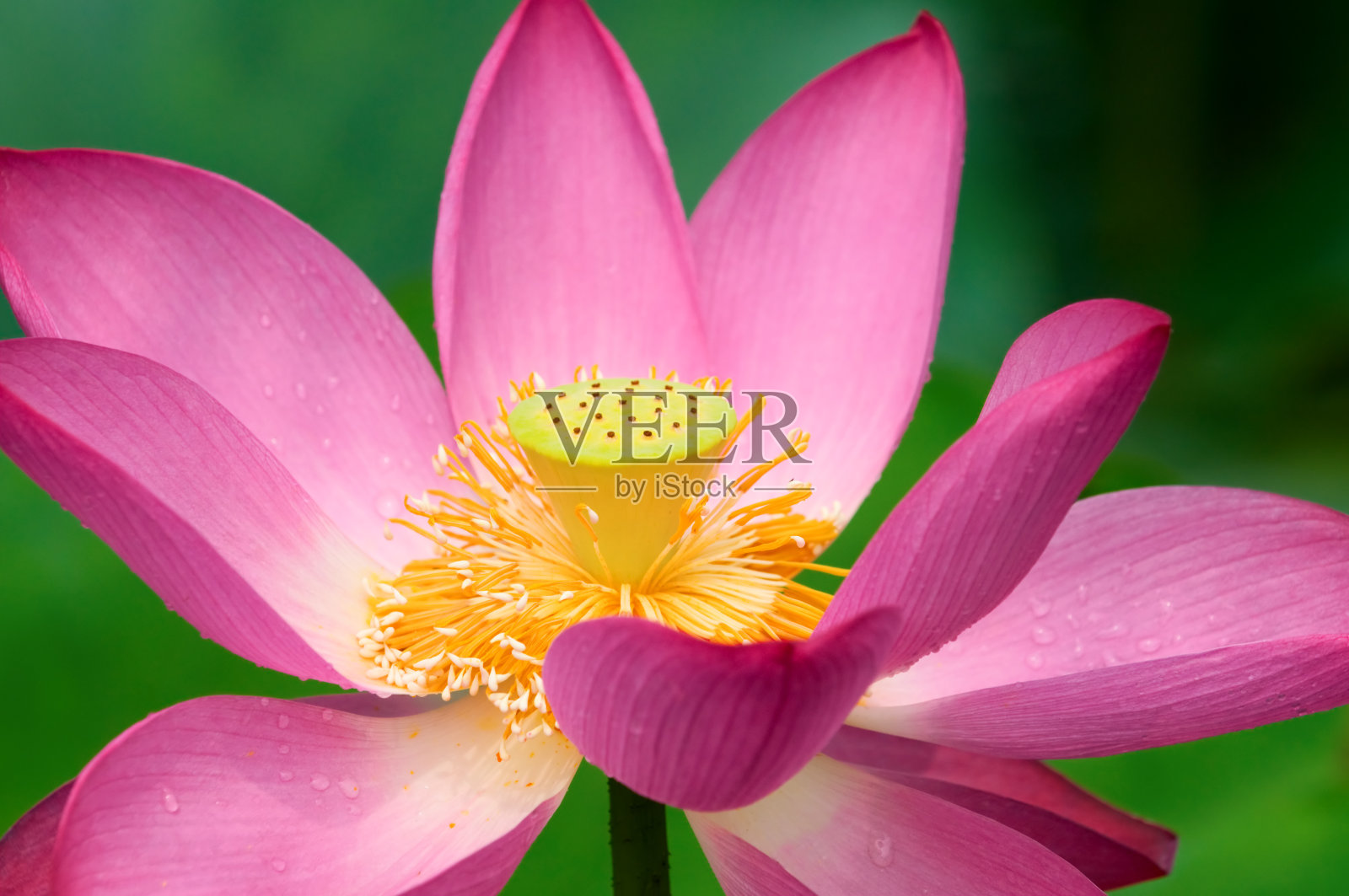 莲花照片摄影图片