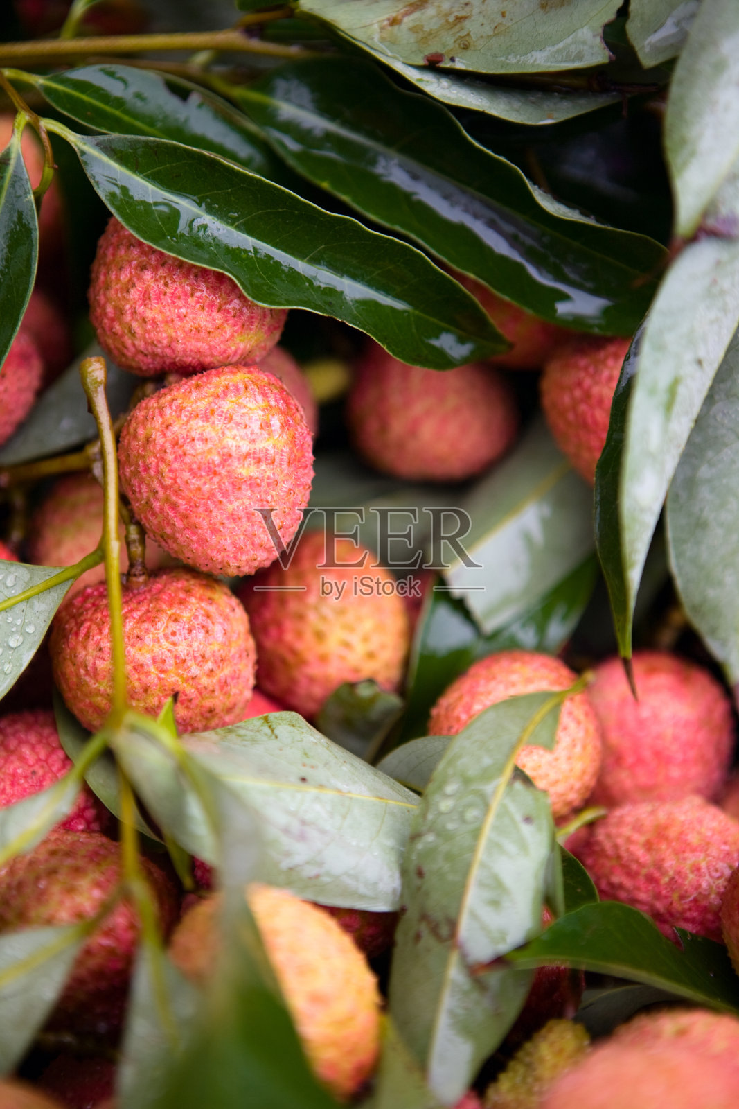 新鲜的荔枝照片摄影图片