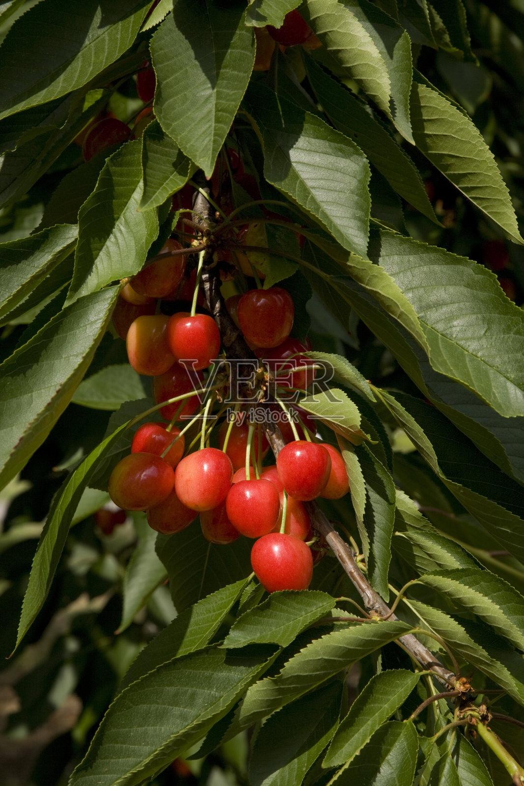 樱桃成熟照片摄影图片