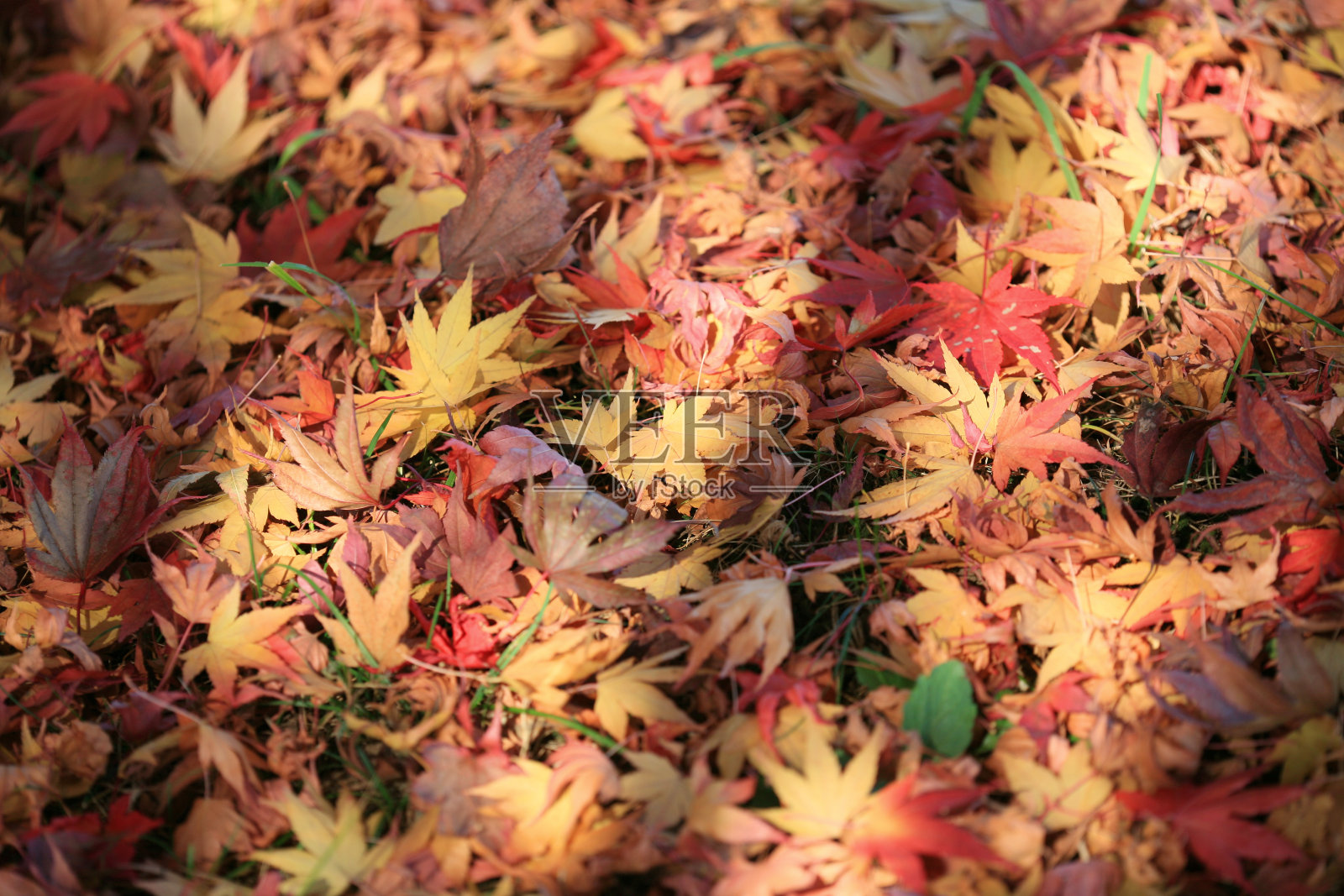 秋天照片摄影图片