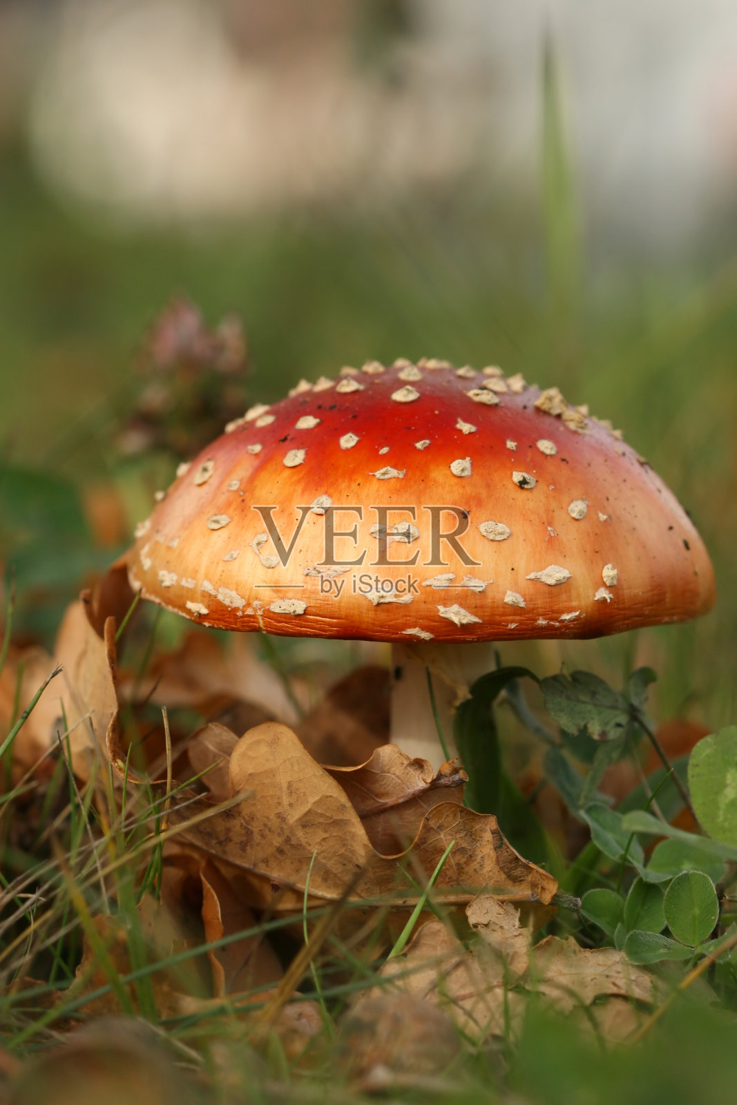 草中有褐色叶子的毒蕈照片摄影图片