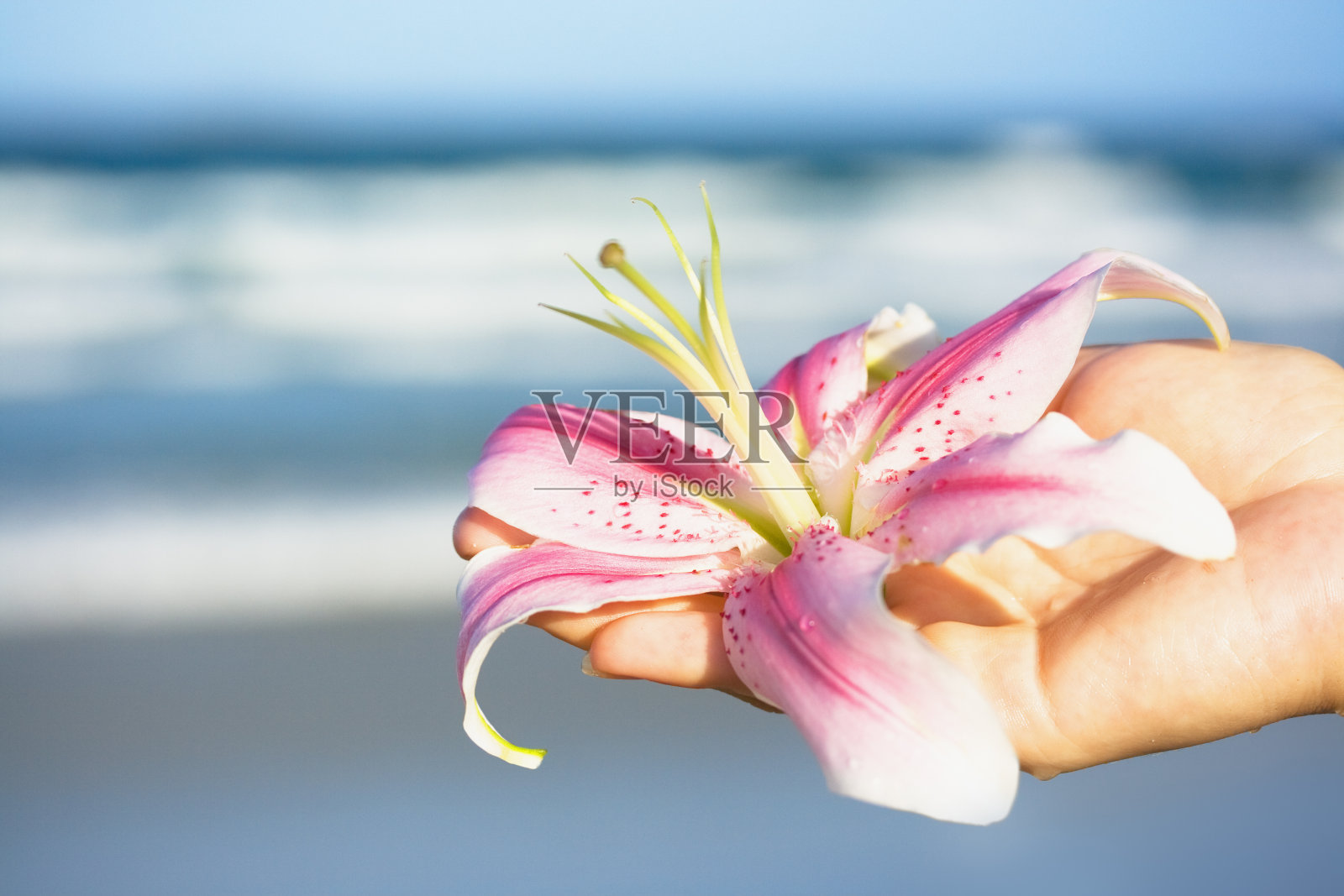 莉莉花照片摄影图片