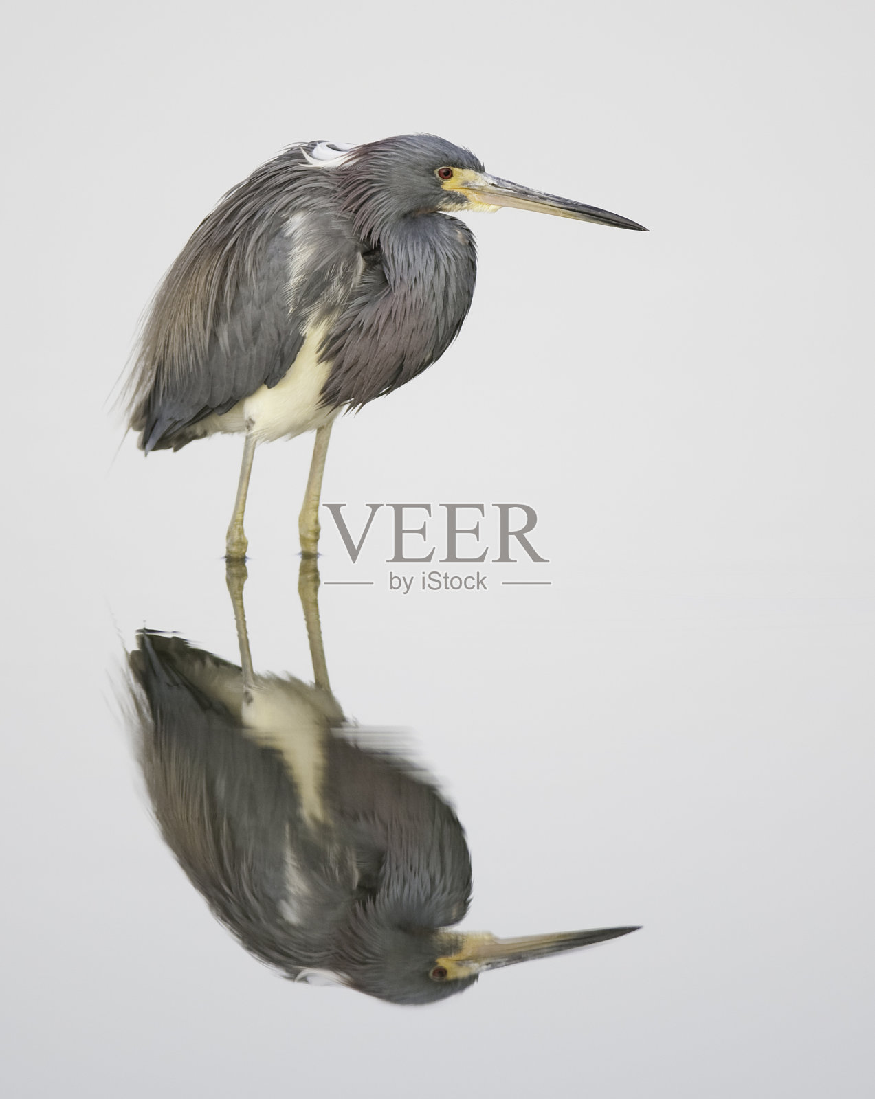 三色鹭在静止的白色水中。照片摄影图片