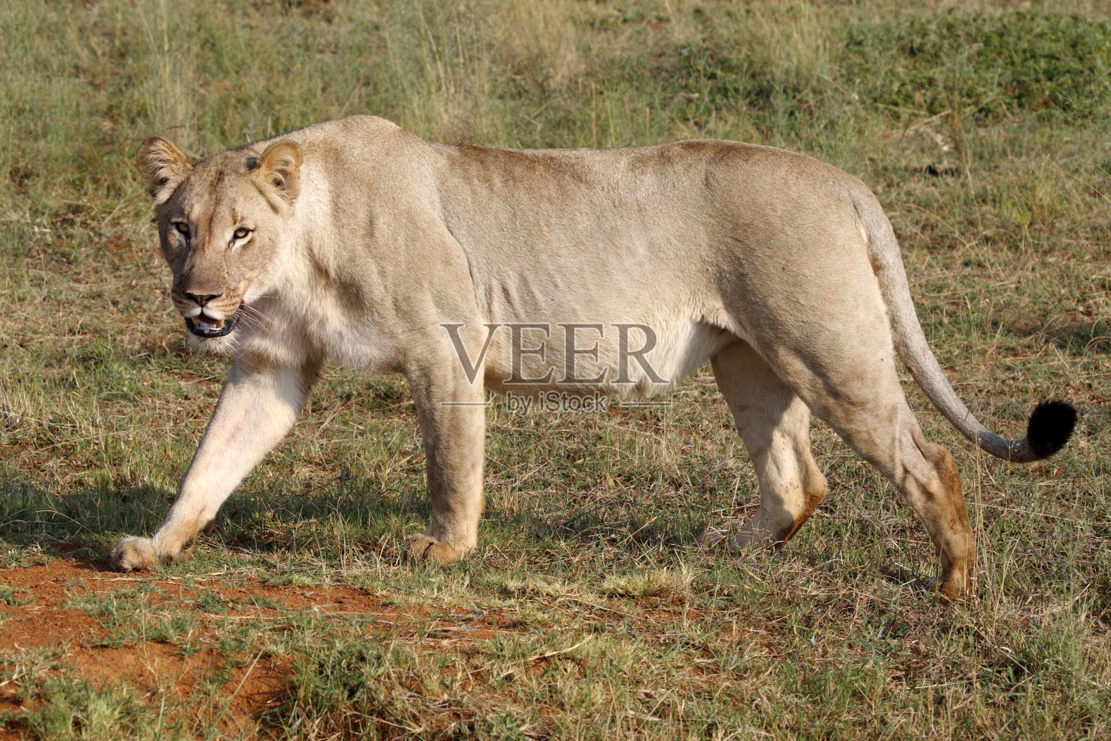 母狮照片摄影图片