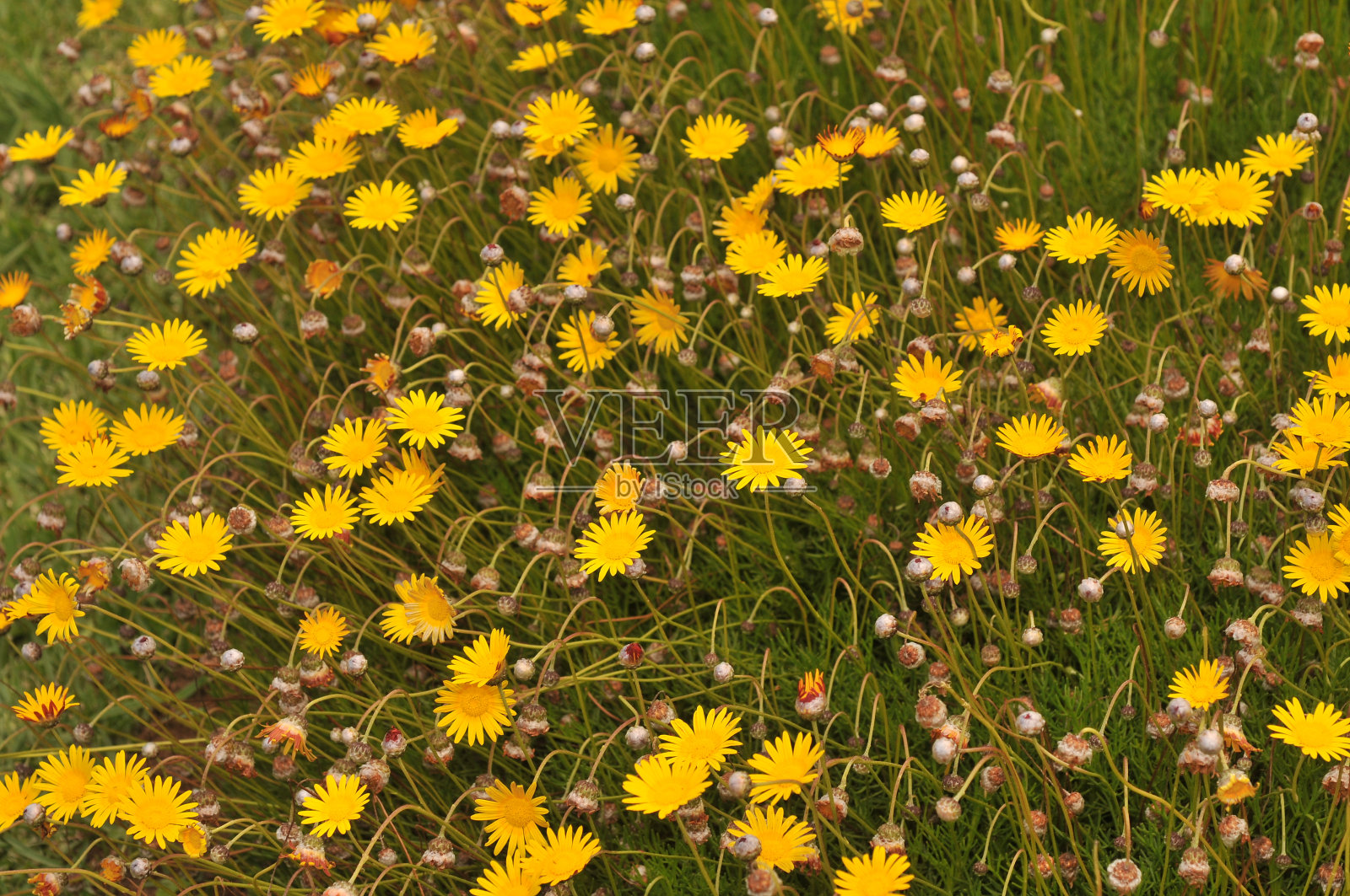 黄色的花照片摄影图片