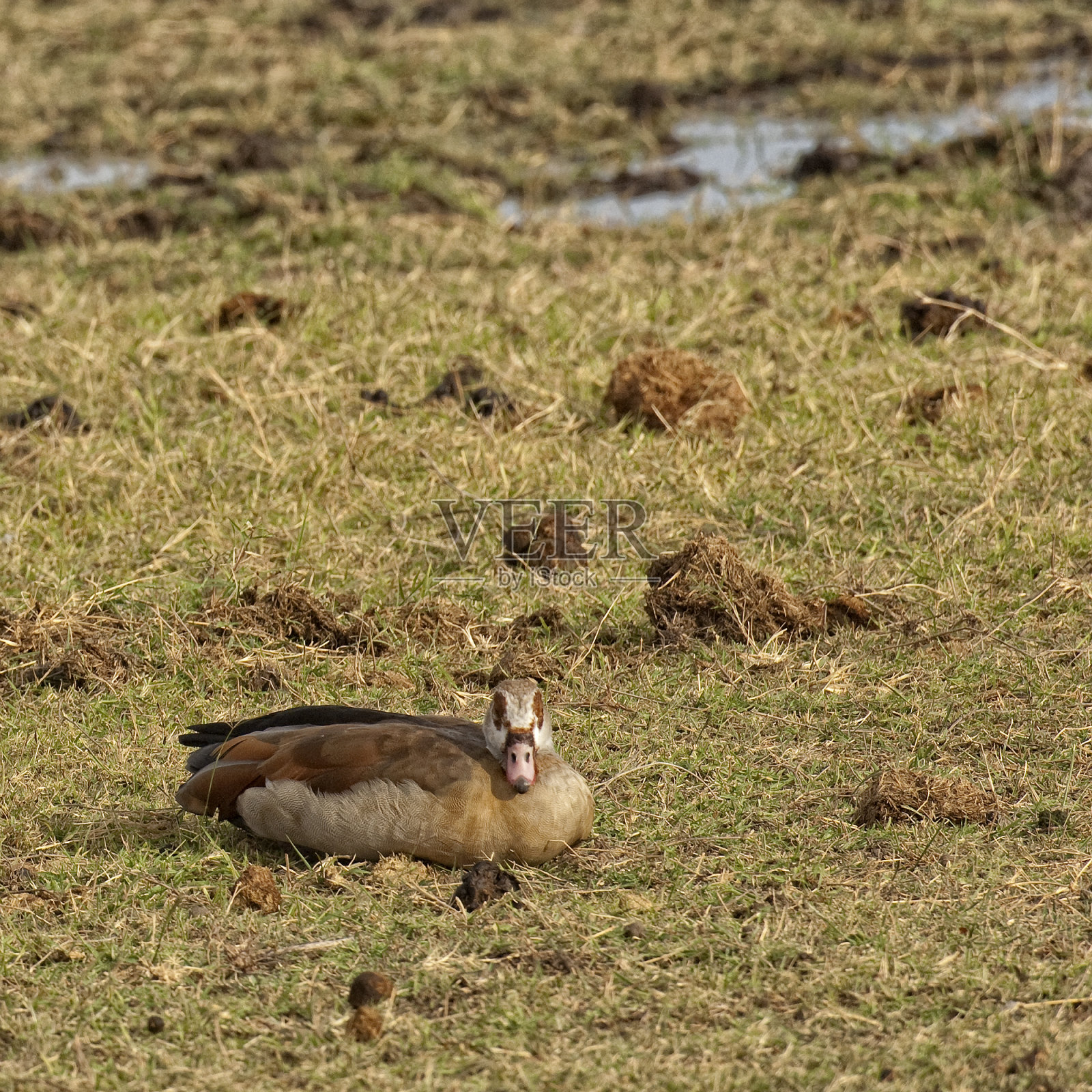 埃及的鹅照片摄影图片