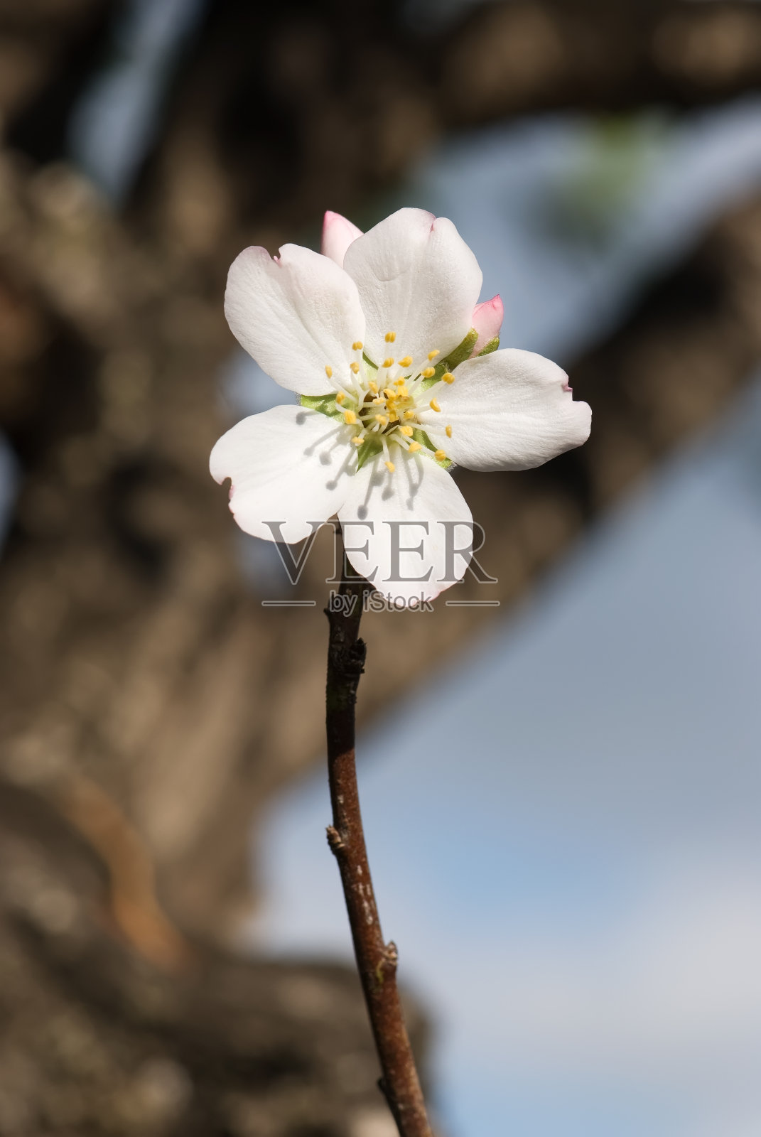 杏仁花照片摄影图片