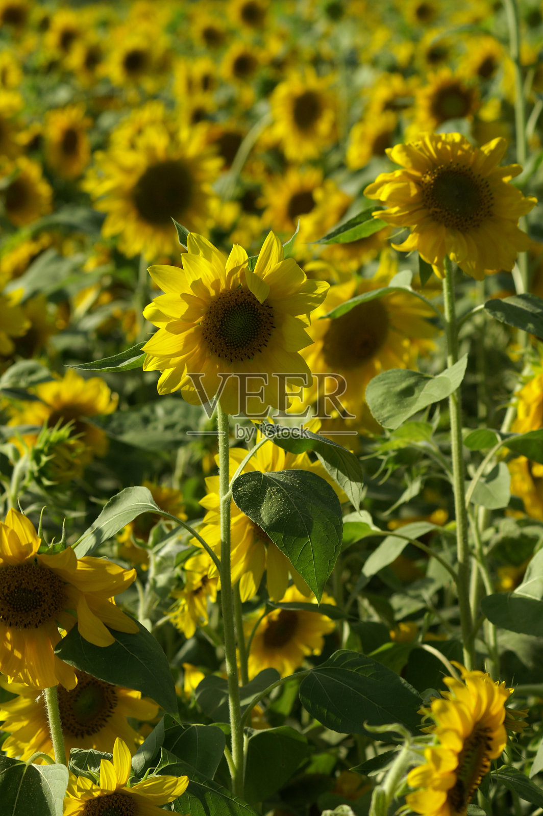向日葵照片摄影图片
