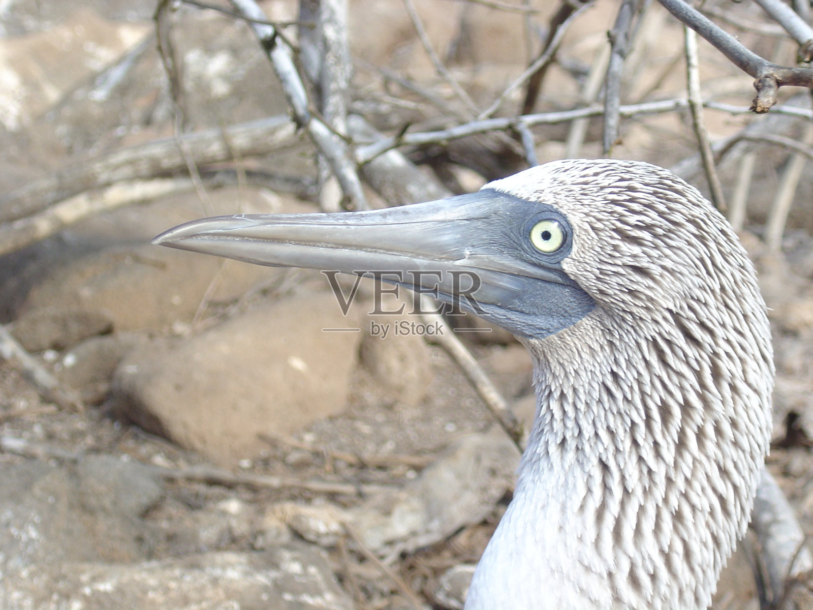 加拉帕戈斯蓝脚鲣鸟照片摄影图片
