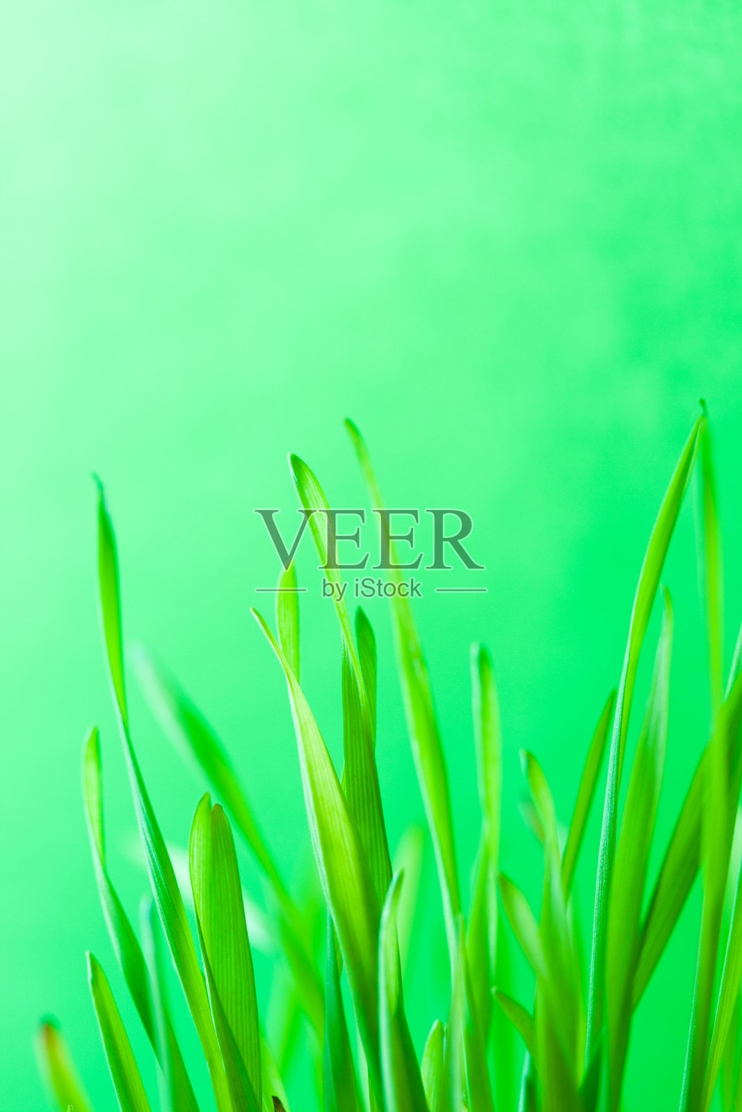 草照片摄影图片