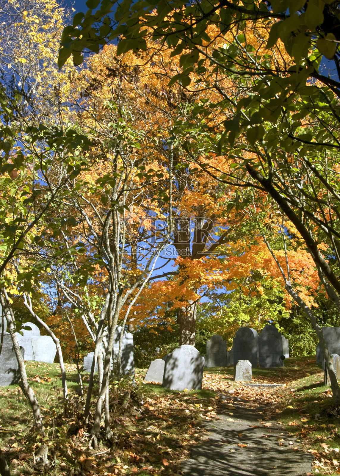 新英格兰的落叶照片摄影图片