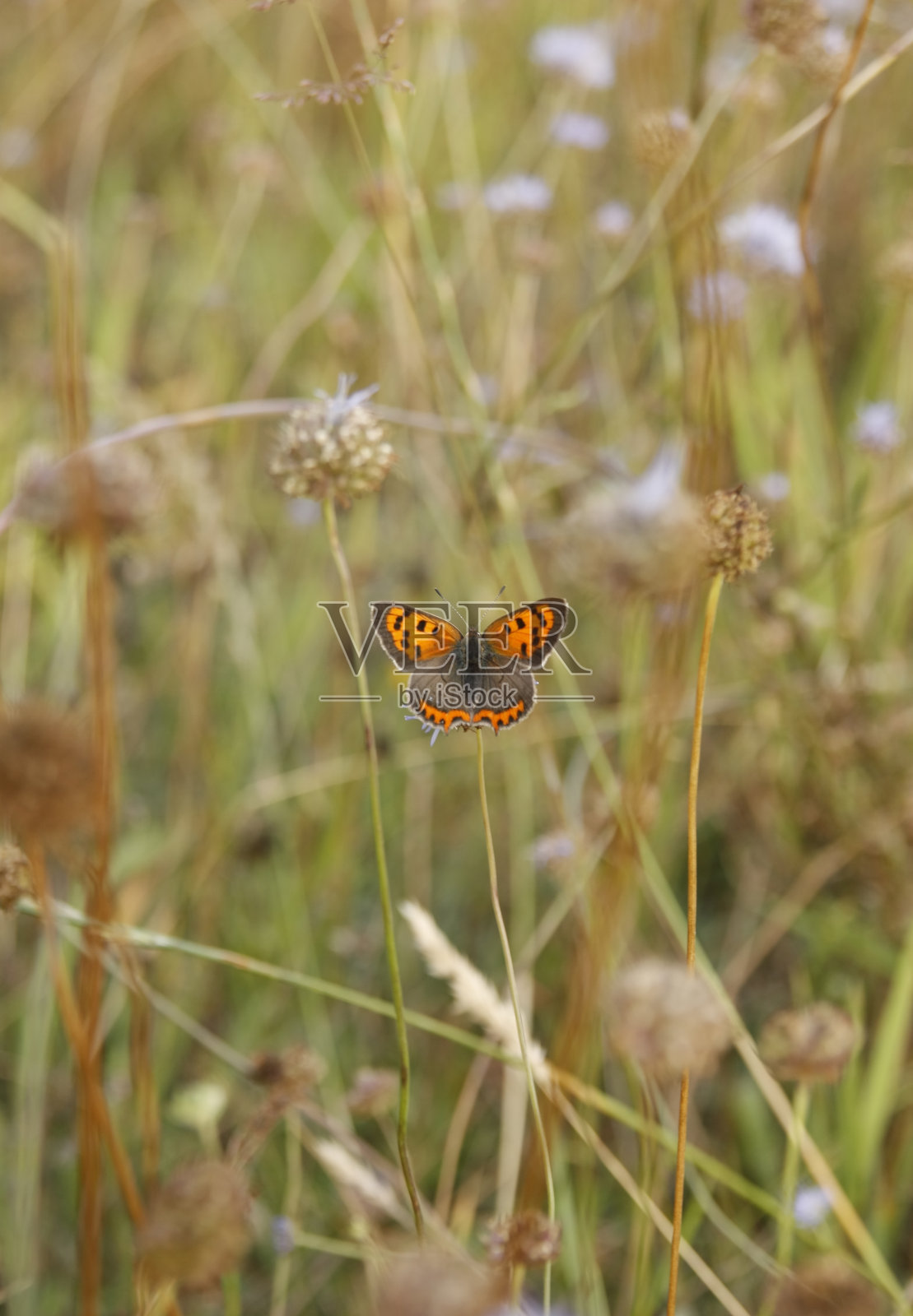 蝴蝶在绿色的草地上。照片摄影图片