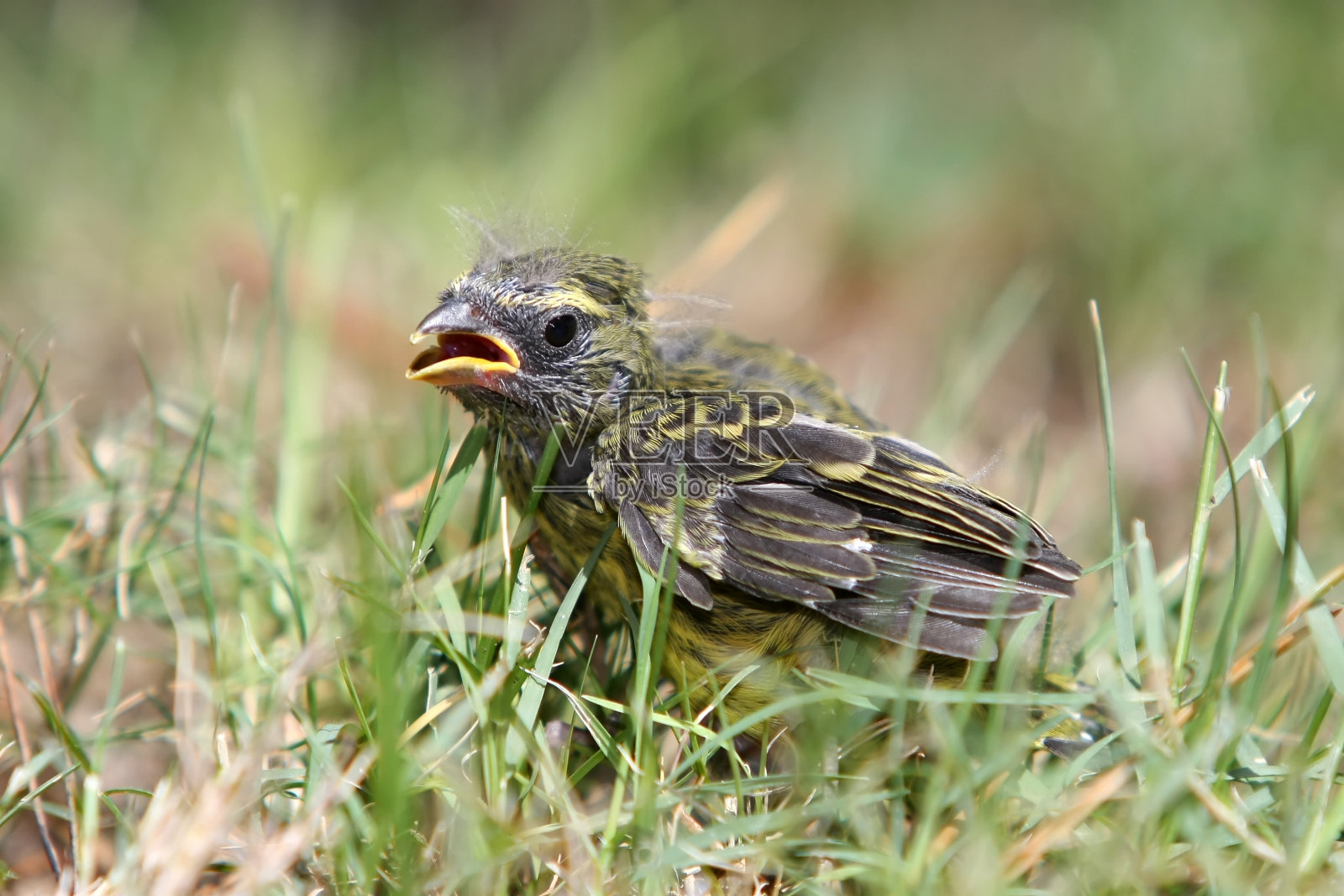 婴儿鸟照片摄影图片