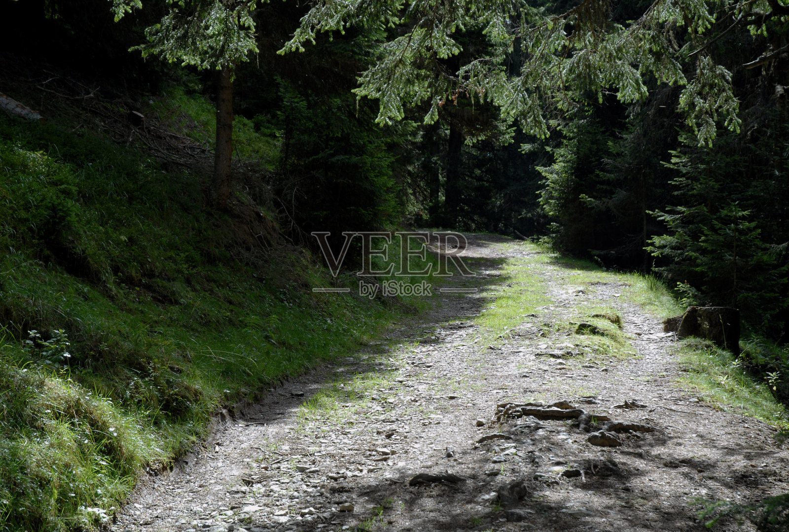 森林中的足迹照片摄影图片