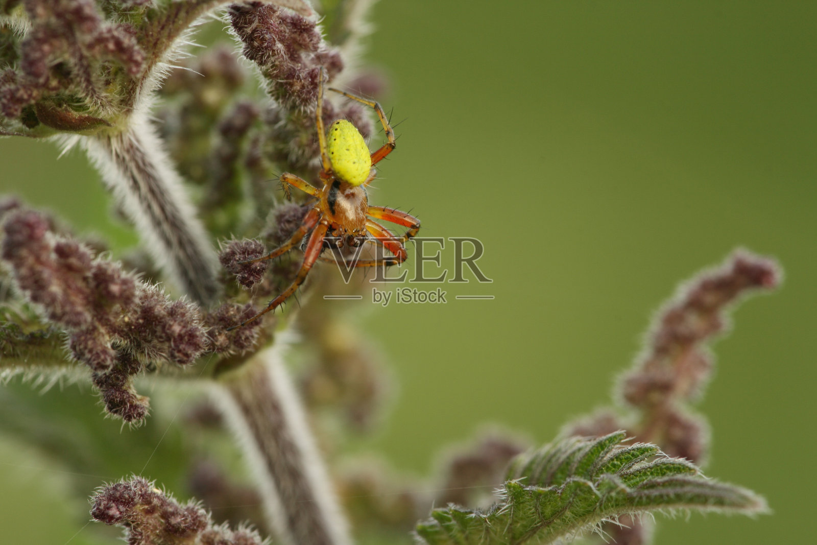 明亮的蜘蛛照片摄影图片